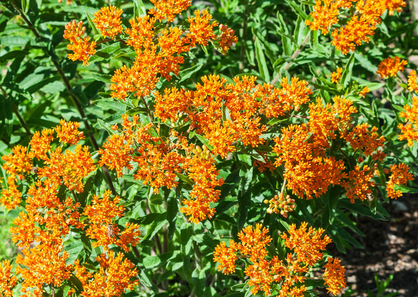 10 GAY BUTTERFLIES MILKWEED Red Yellow Orange Mix Asclepias Tuberosa Butterfly Weed Flower Seeds