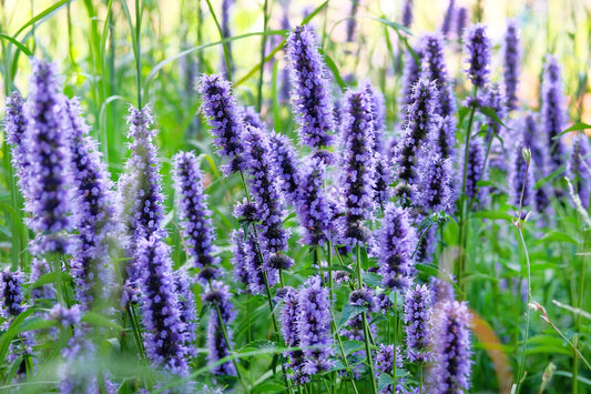 1000 TRUE BLUE HYSSOP Hyssopus Officinalis Thymus Hyssopus Herb Blue Violet Flower Seeds