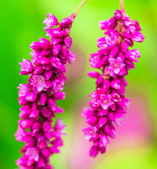 10 KISS ME OVER THE GARDEN GATE Princess Feather Polygonum Orientale Persicaria Orientalis Magenta Pink Flower Herb Seeds