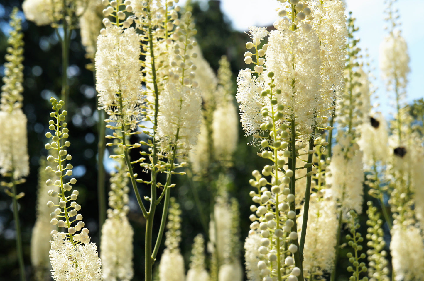 50 BLACK COHOSH Bugbane Actaea Racemosa Cimicifuga Bugbane Snakeroot Native White Shade Flower Herb Seeds