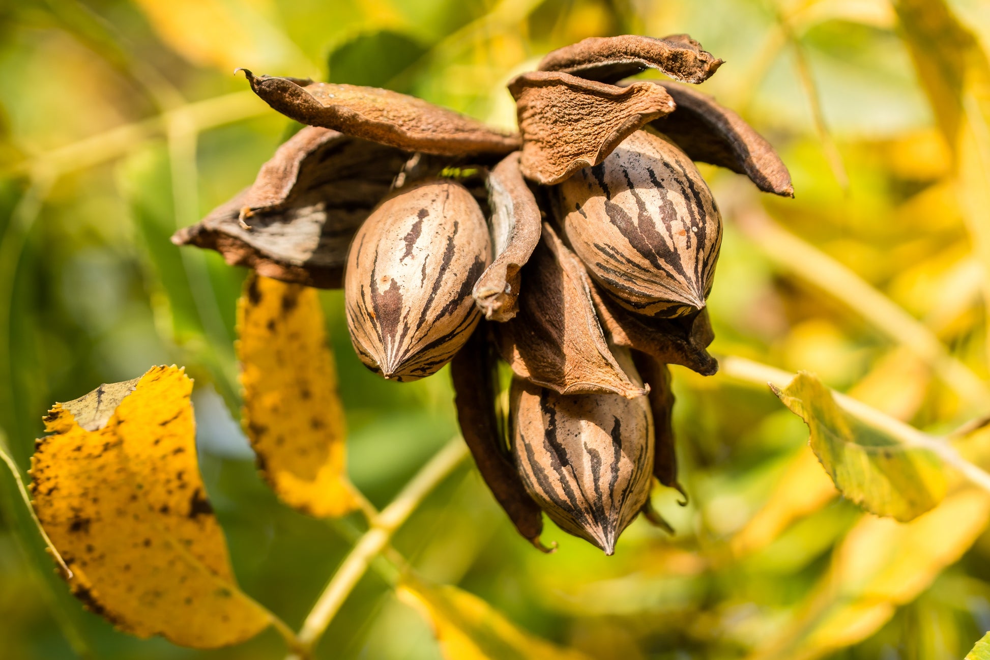 fruit tree seeds for planting 5 HARDY PECAN Tree Carya Illinoinensis King Nut Native Fruit Tree Seeds