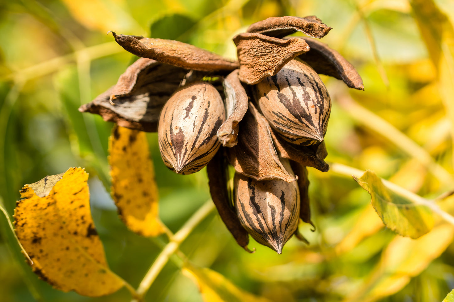 5 HARDY PECAN Tree Carya Illinoinensis King Nut Native Fruit Tree Seeds