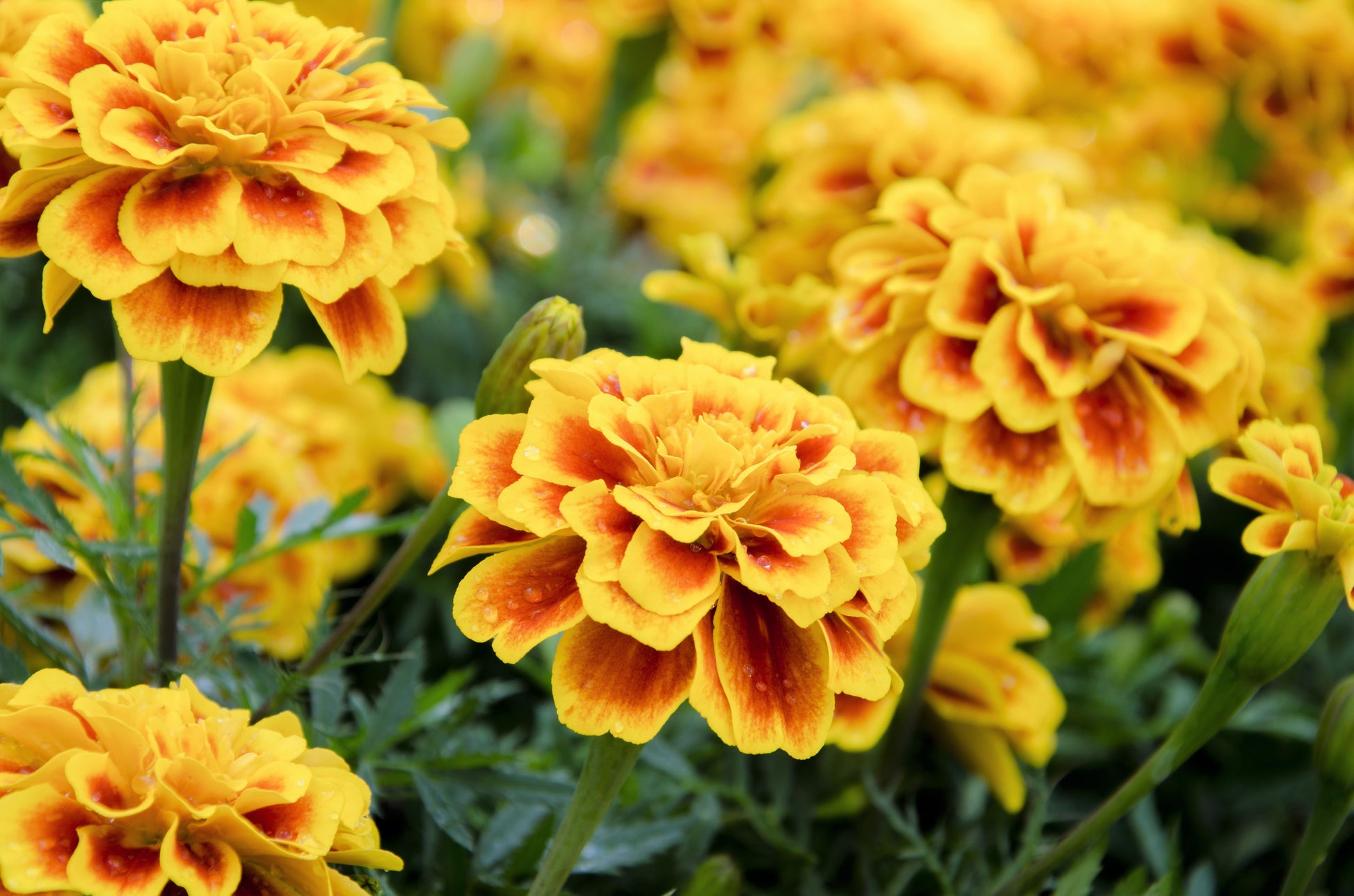 marigold seeds in bulk 400 FRENCH MARIGOLD SPARKY Mixed Colors Tagetes Patula Orange Yellow R – Seedville USA
