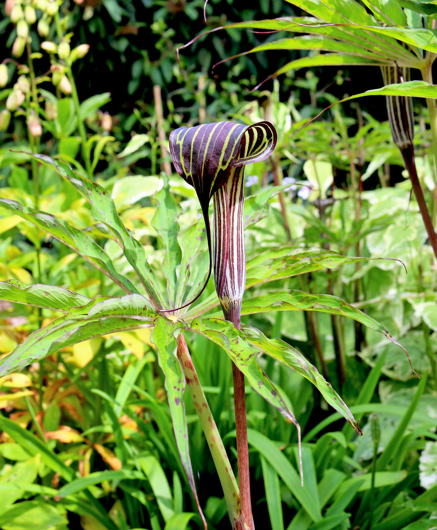 cobra lily flower 5 HIMALAYAN COBRA LILY Arisaema Consanguineum Asian Jack in the Pulpit Purple Brown White Striped Flower Seeds