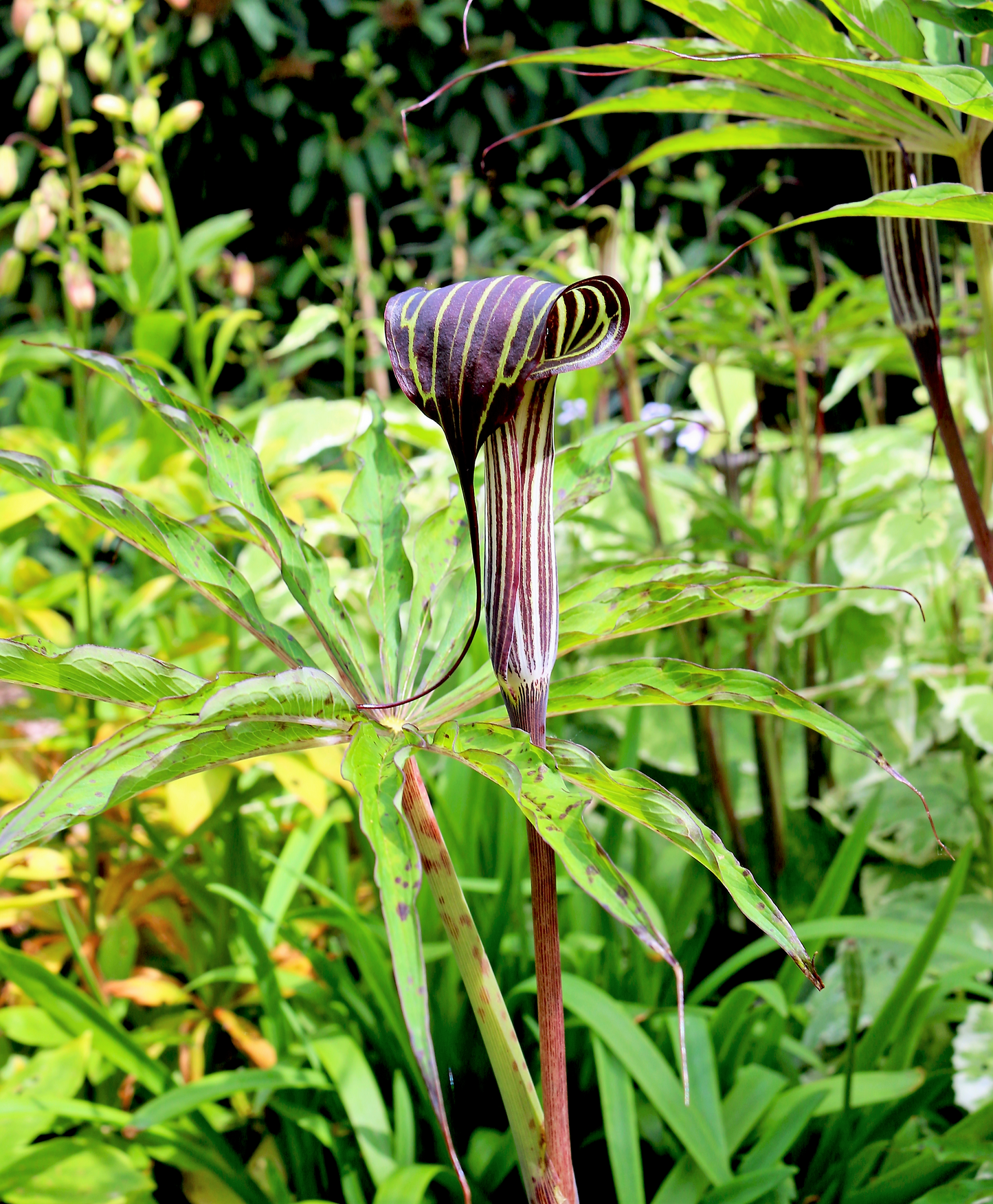 5 HIMALAYAN COBRA LILY Arisaema Consanguineum Asian Jack in the Pulpit  Purple Brown White Striped Flower Seeds