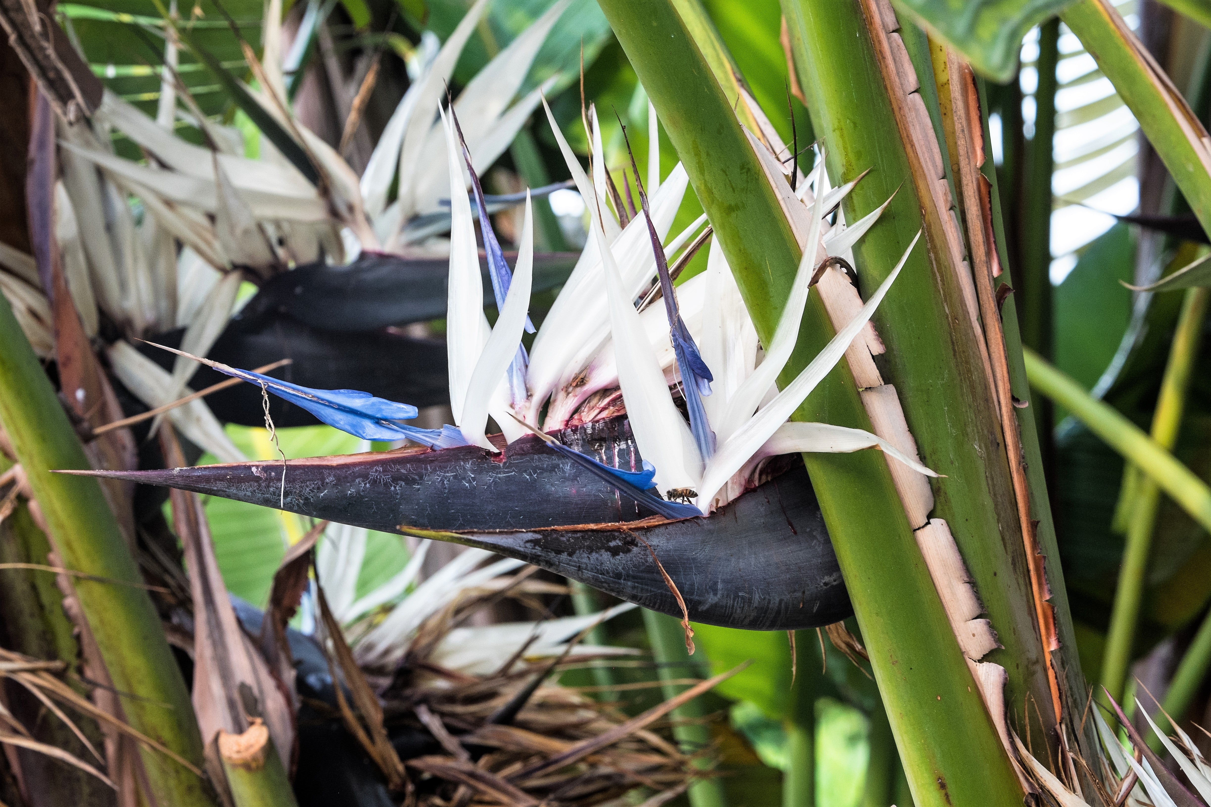 Birds of Paradise | 7th Edition - Chinese - Simplified