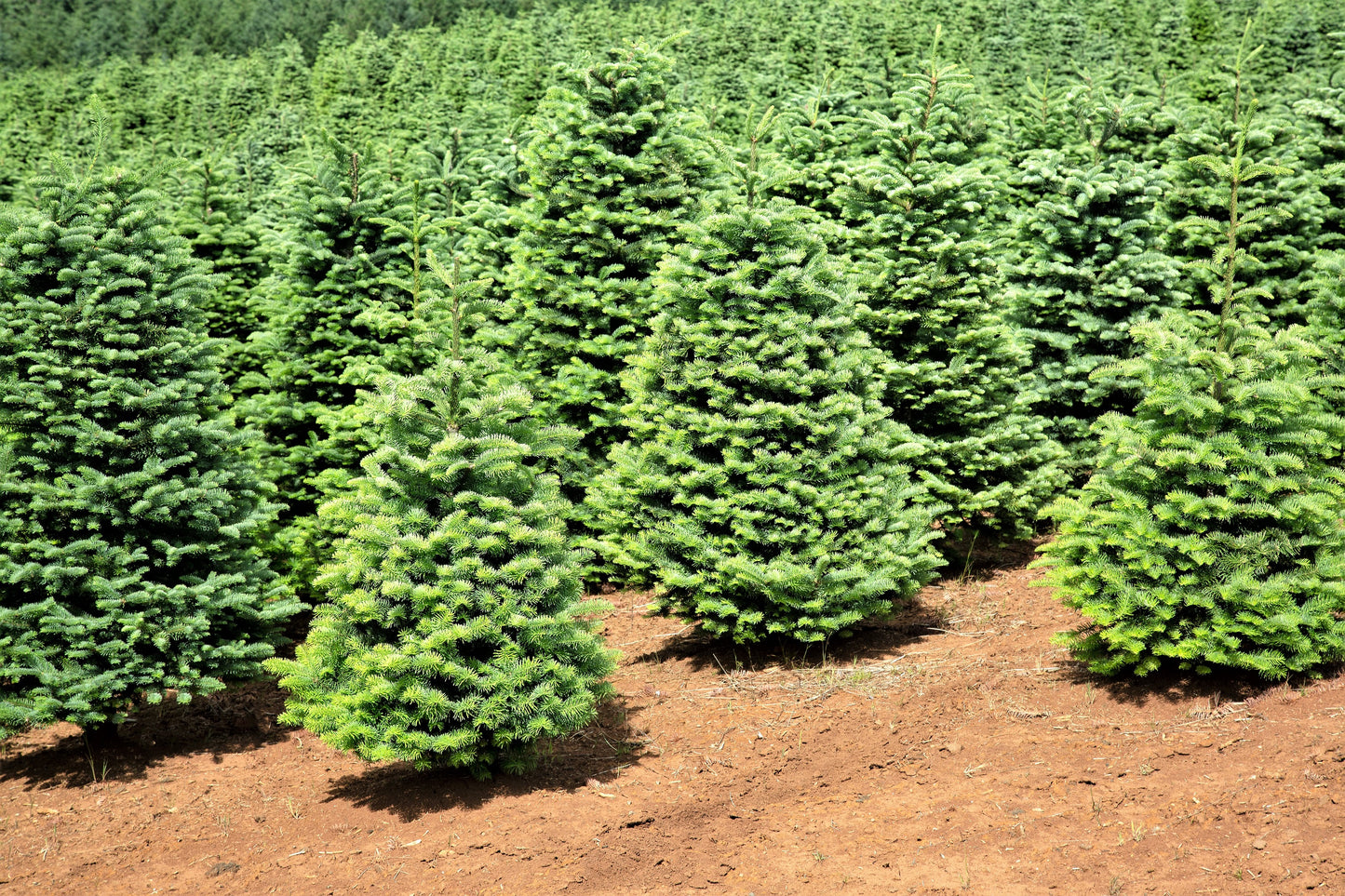 Grow Your Own CHRISTMAS TREE - Douglas Fir ( Pseudotsuga Menziesii ) Gift Packet of Tree Seeds