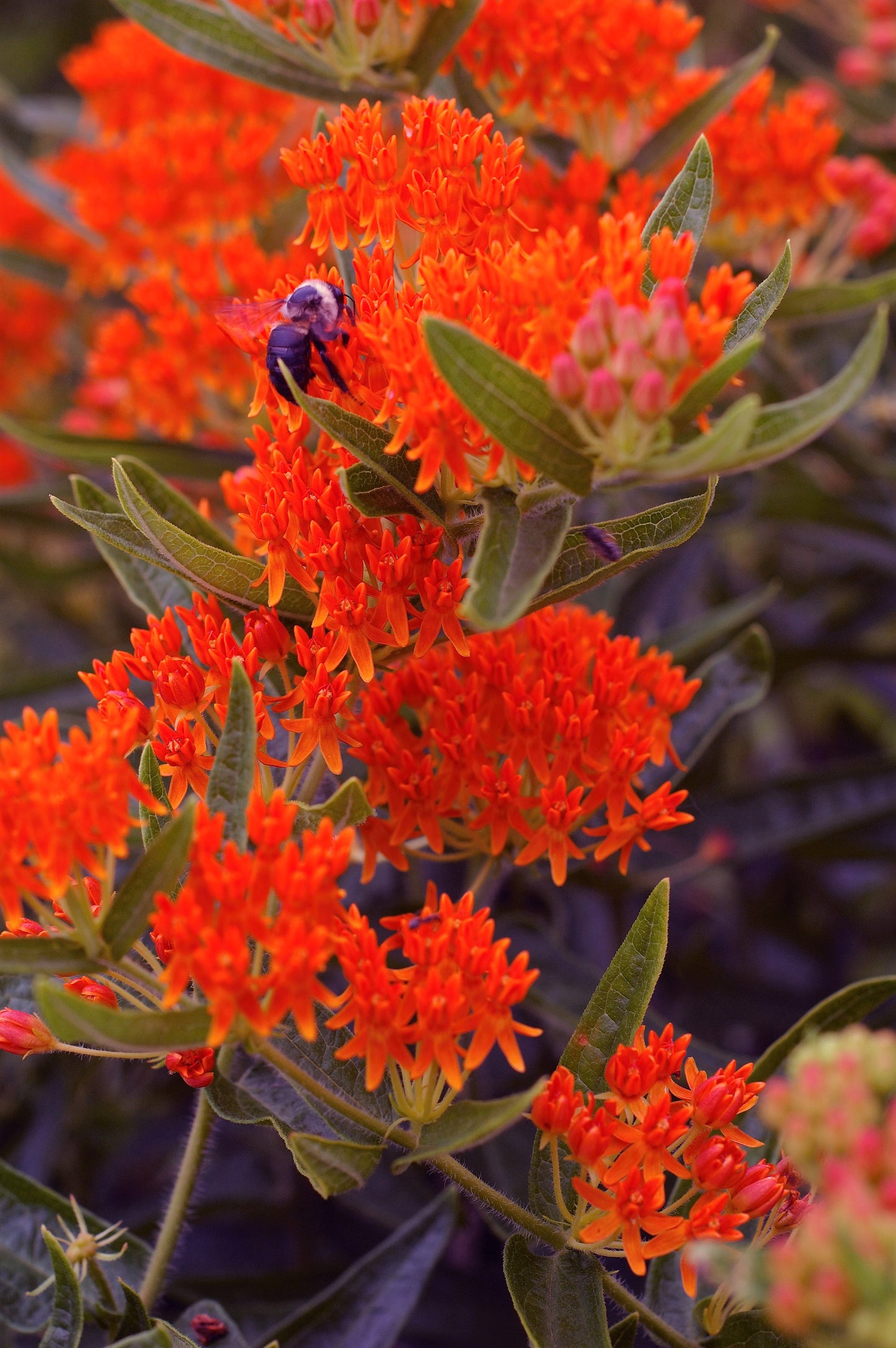 10 GAY BUTTERFLIES MILKWEED Red Yellow Orange Mix Asclepias Tuberosa Butterfly Weed Flower Seeds