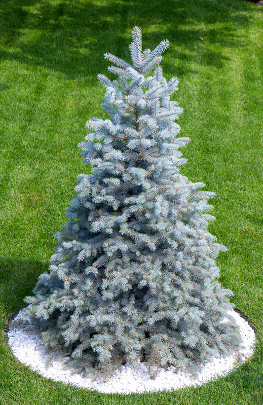 50 Colorado BLUE SPRUCE Tree Picea Pungens Glauca Christmas Tree White Silver Spruce Evergreen Seeds