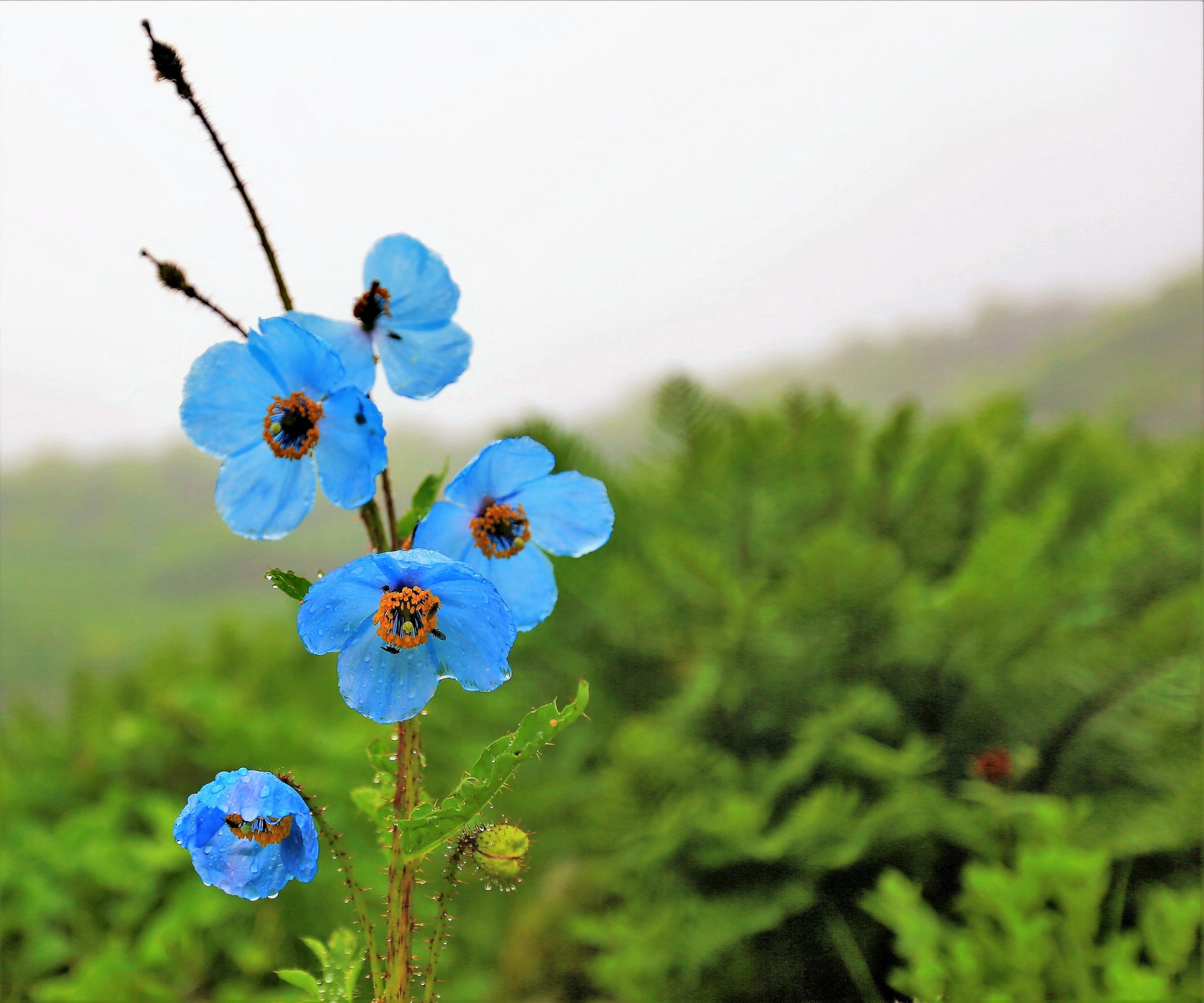 blue poppy seeds planting 10 BLUE HIMALAYAN POPPY Tibetan Meconopsis Betonicifolia Flower Seeds