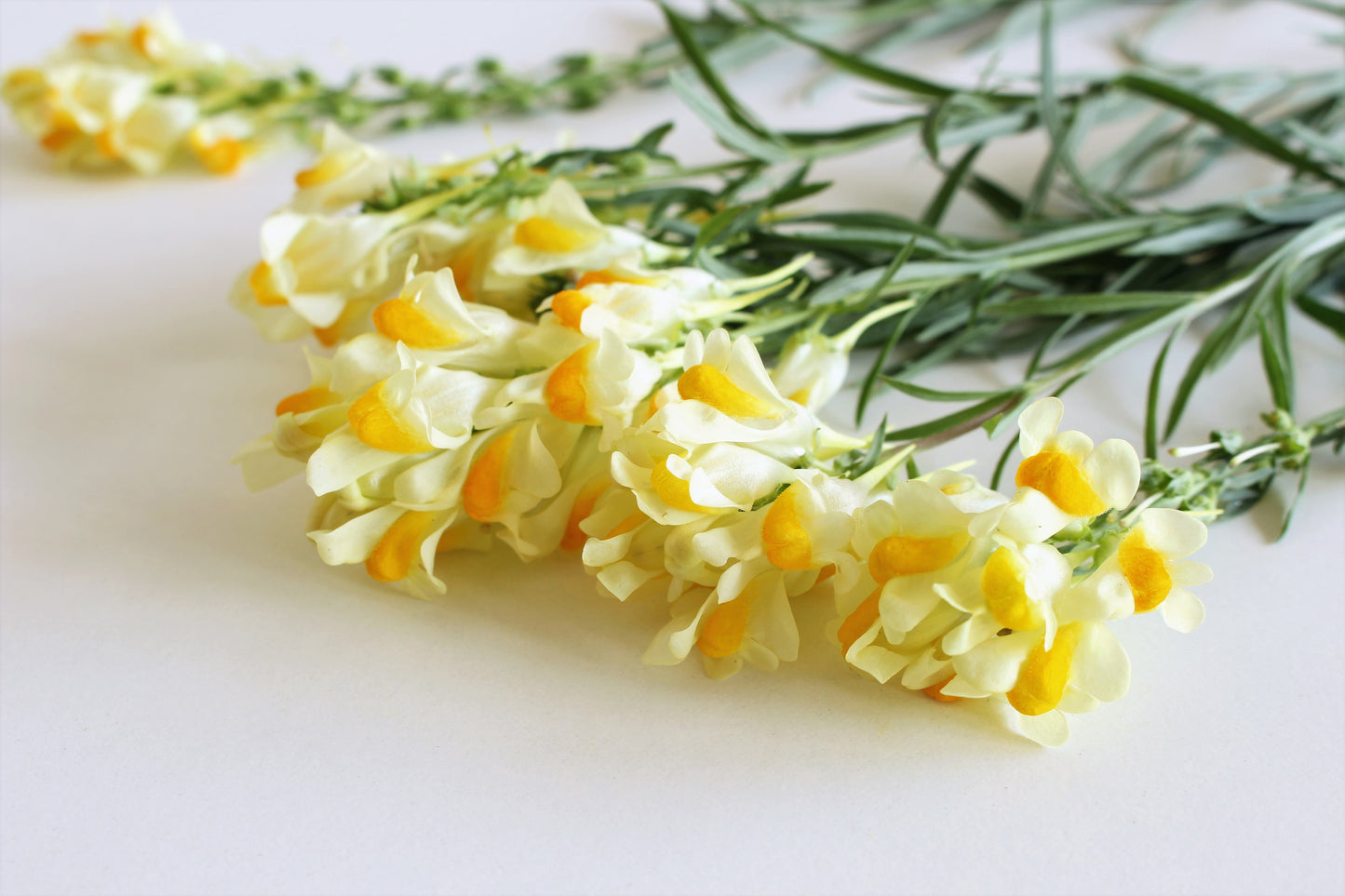 500 BUTTER & EGGS TOADFLAX Linaria Vulgaris Wild Snapdragon Bicolor Yellow Flower Seeds