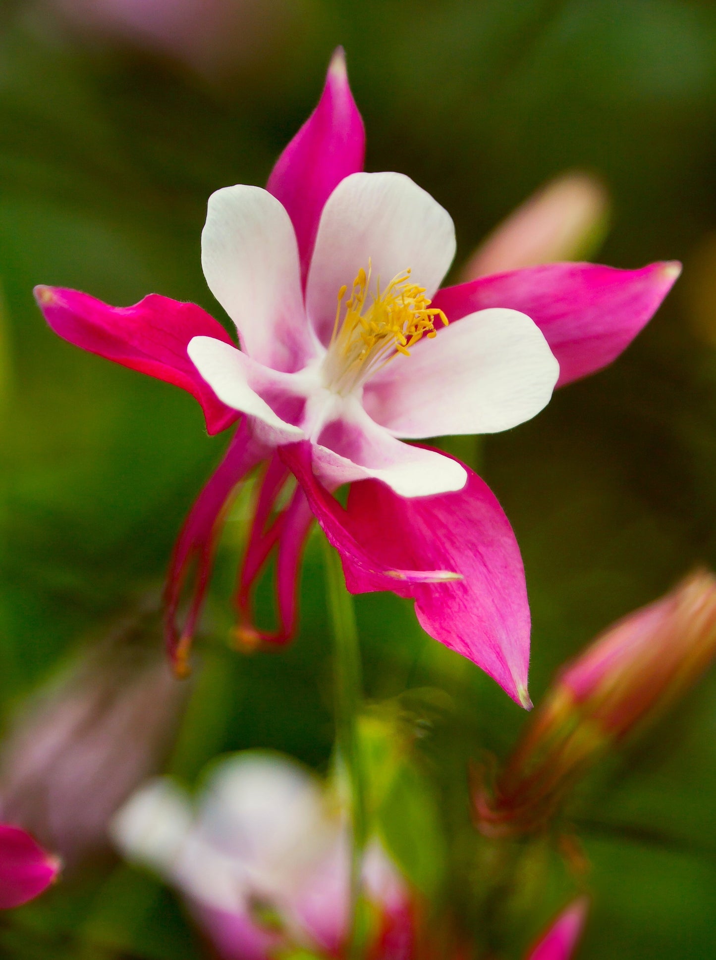 50 ROSE STAR COLUMBINE Aquilegia Caerulea Bicolor Rose Pink & White Flower Seeds