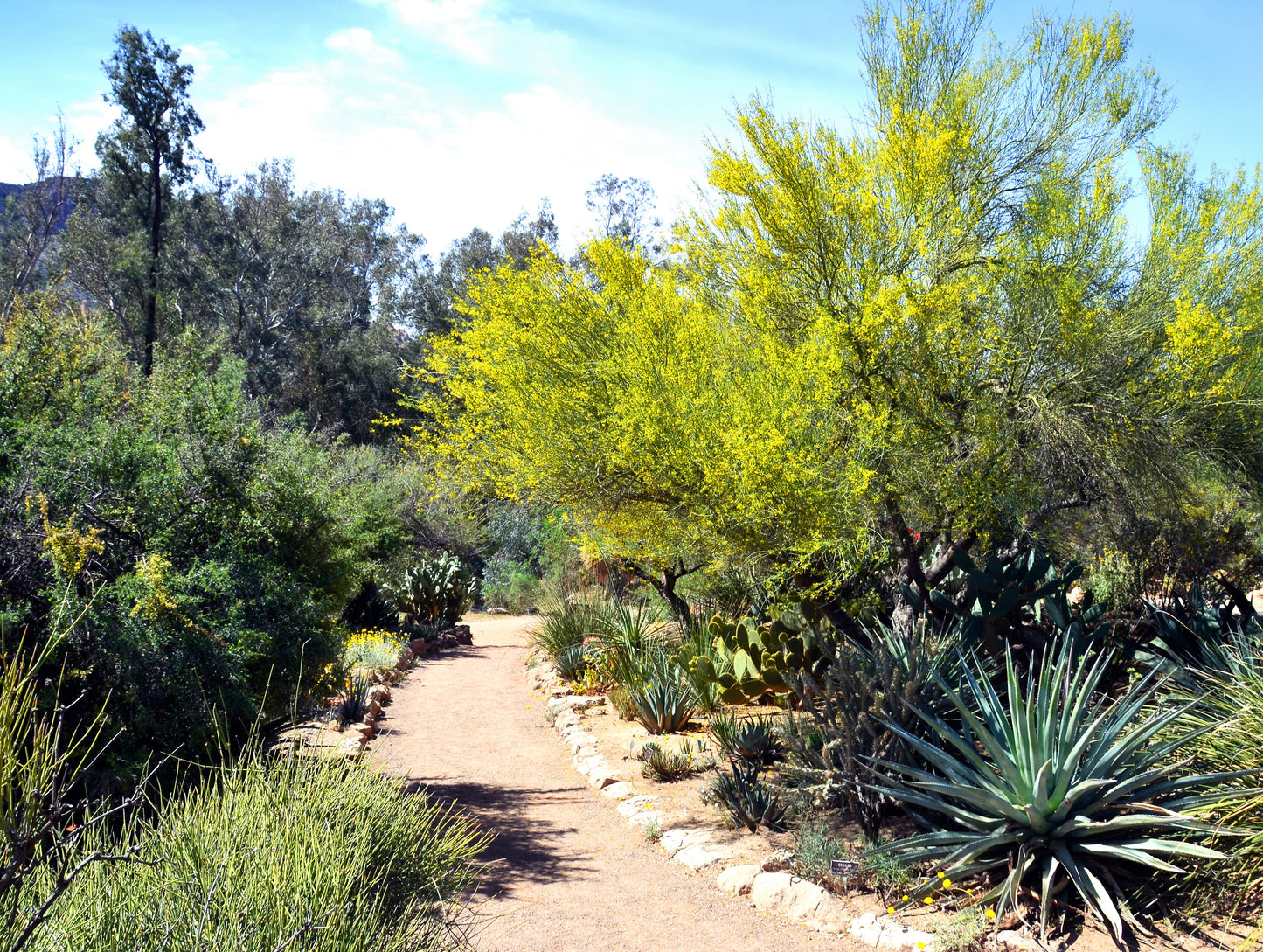 25 JERUSALEM THORN TREE Mexican Palo Verde Parkinsonia Aculeata Yellow & Red Flower Large Shrub Small Tree Legume Seeds