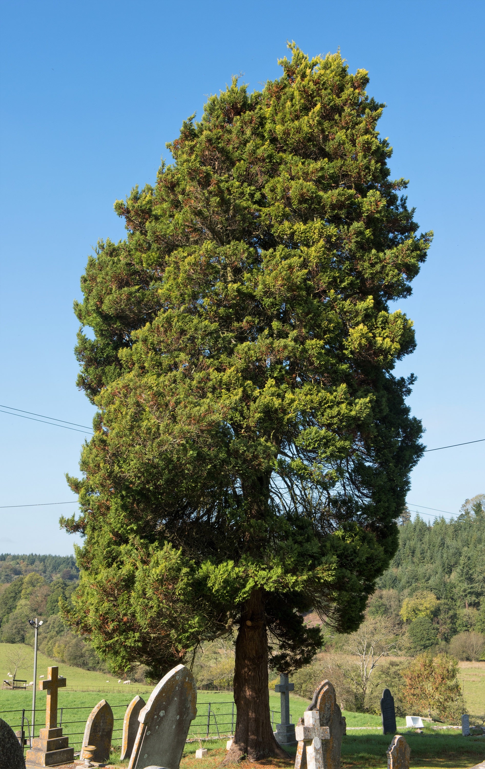 10 PACIFIC YEW Tree Taxus Baccata Brevifolia Evergreen Conifer Sun