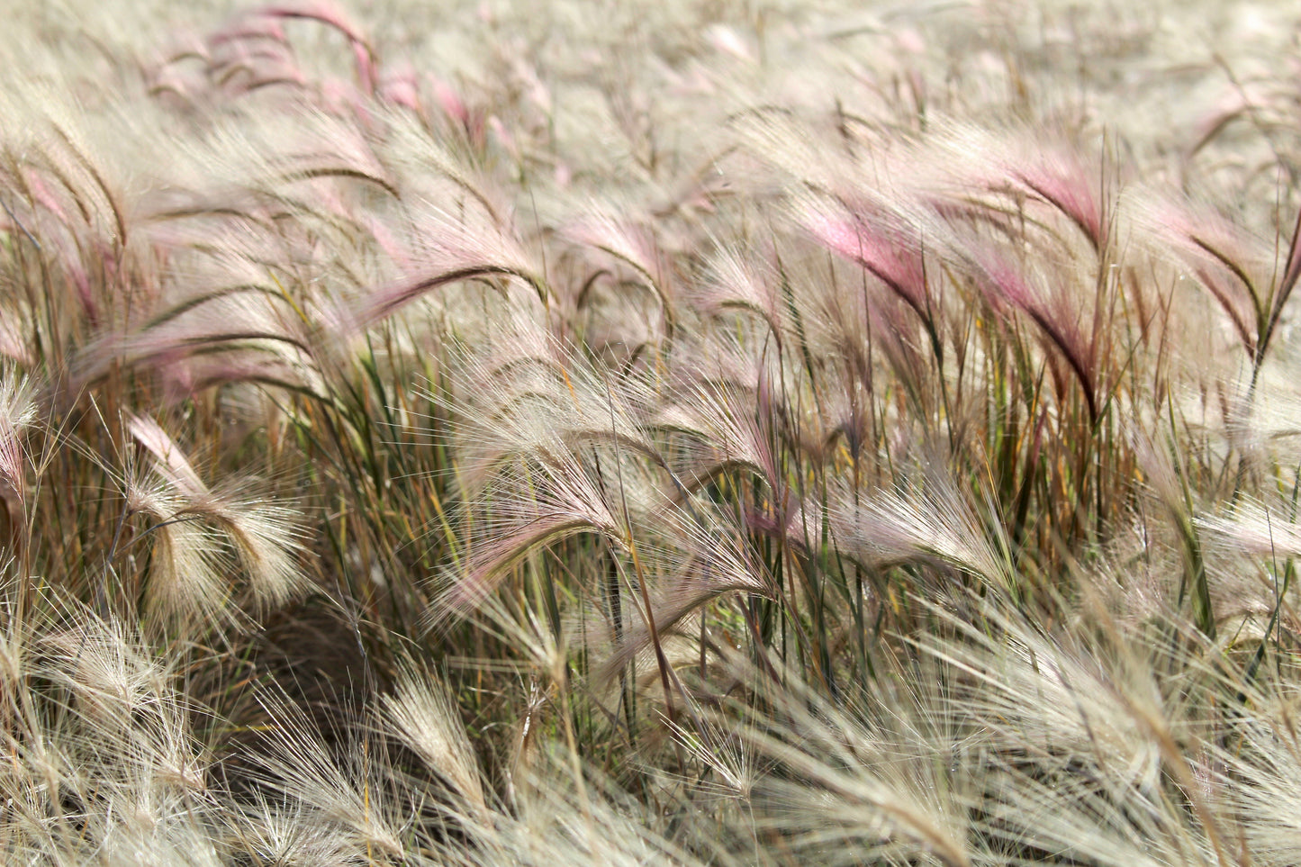 40 SQUIRREL TAIL Barley GRASS (Foxtail Barley) Hordeum Jubatum Ornamental Seeds