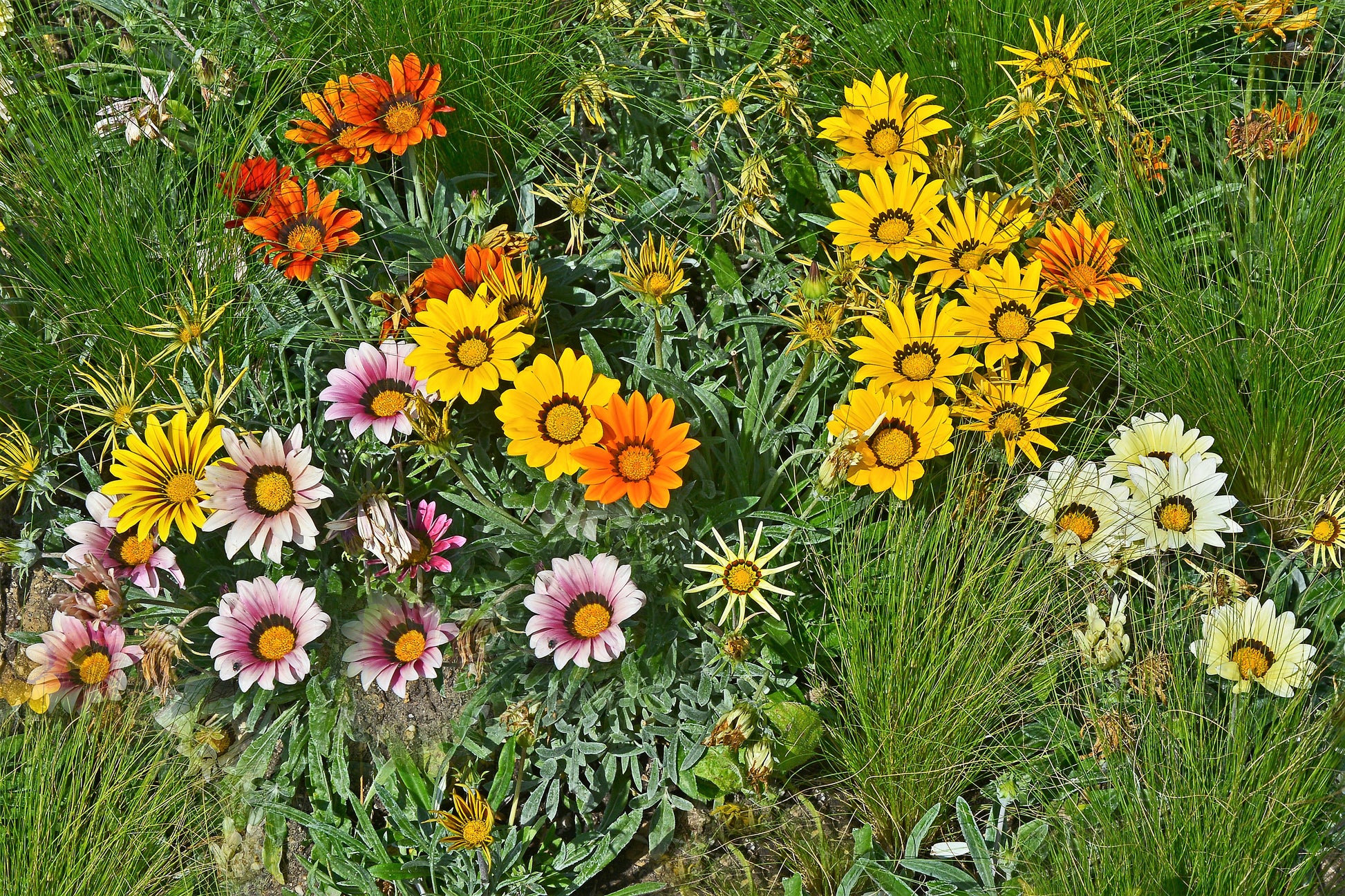 treasure flower seeds 30 Mixed Colors GAZANIA Rigens Treasure Flower Seeds