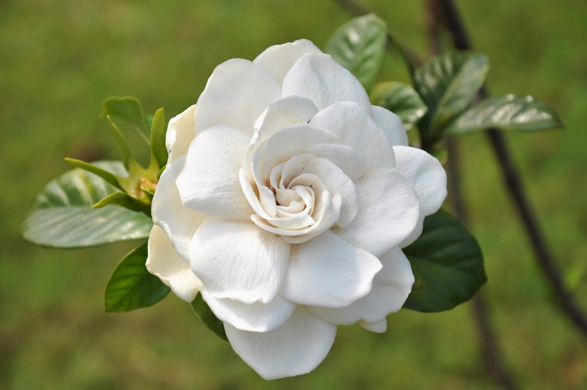 gardenia flower seeds 50 GARDENIA Jasminoides / CAPE JASMINE Fragrant White Shrub Houseplant – Seedville USA