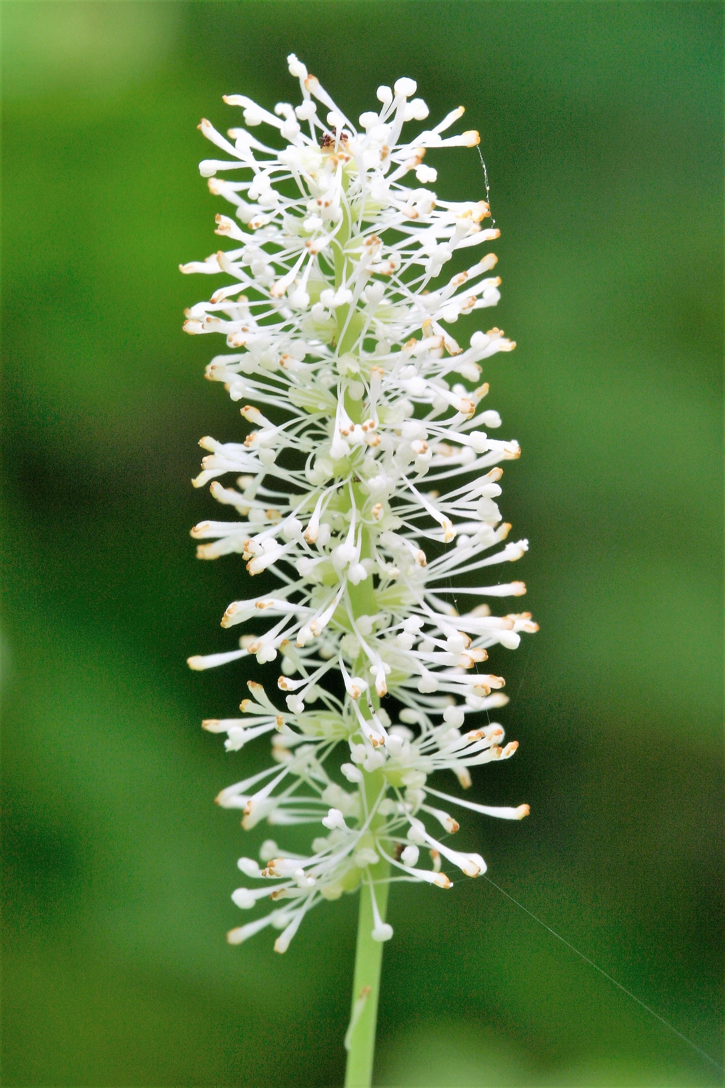 10 VANILLA LEAF Achlys Triphylla Deer Foot Vanillaleaf Fragrant Foliage White Shade Groundcover Flower Seeds