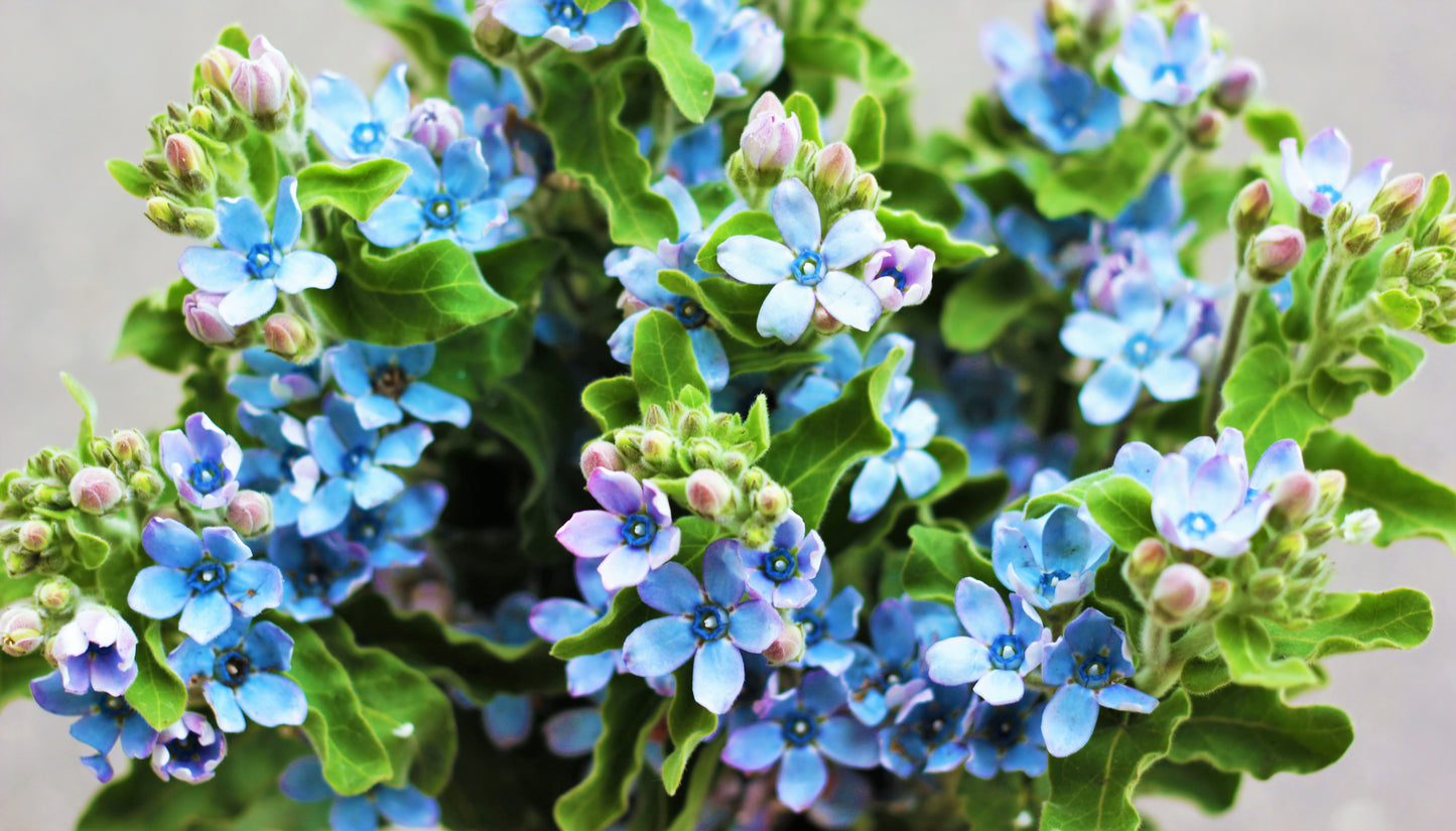 tweedia flower seeds 10 TWEEDIA BLUE MILKWEED Southern Star of Argentine Tweedia Caerulea s – Seedville USA