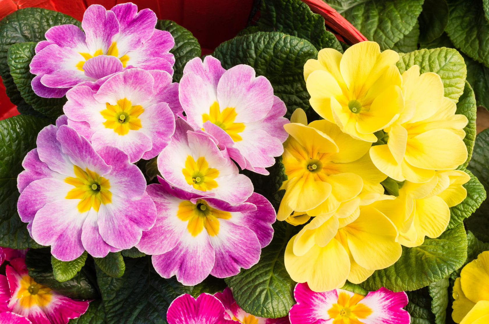 50 MIXED ENGLISH PRIMROSE Primula Vulgaris Acaulis Shade Houseplant Fl ...