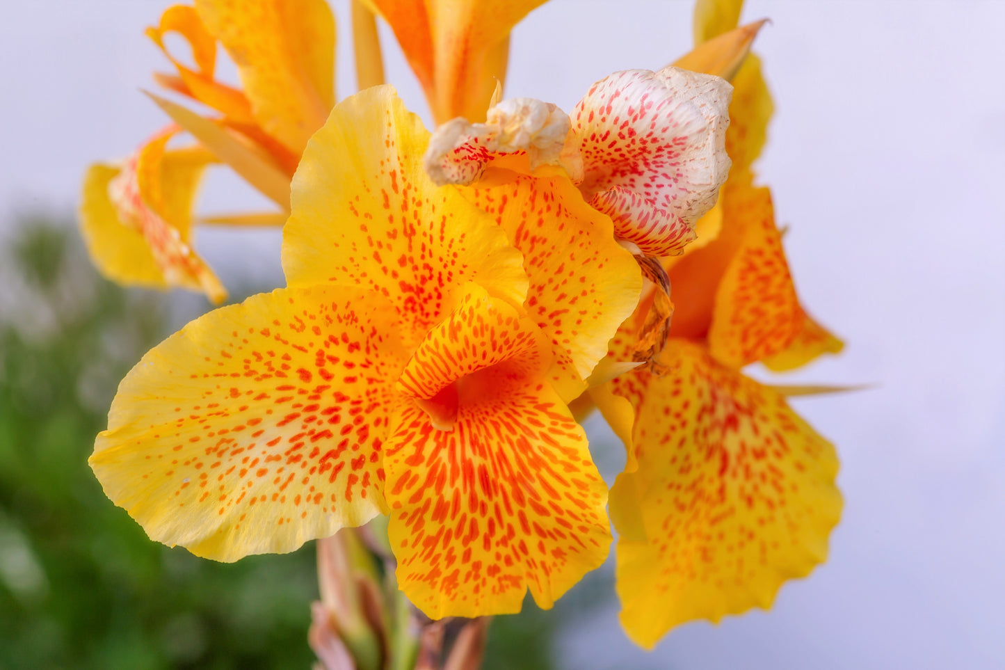 5 YELLOW CANNA LILY Indian Shot Canna Indica Flower Seeds