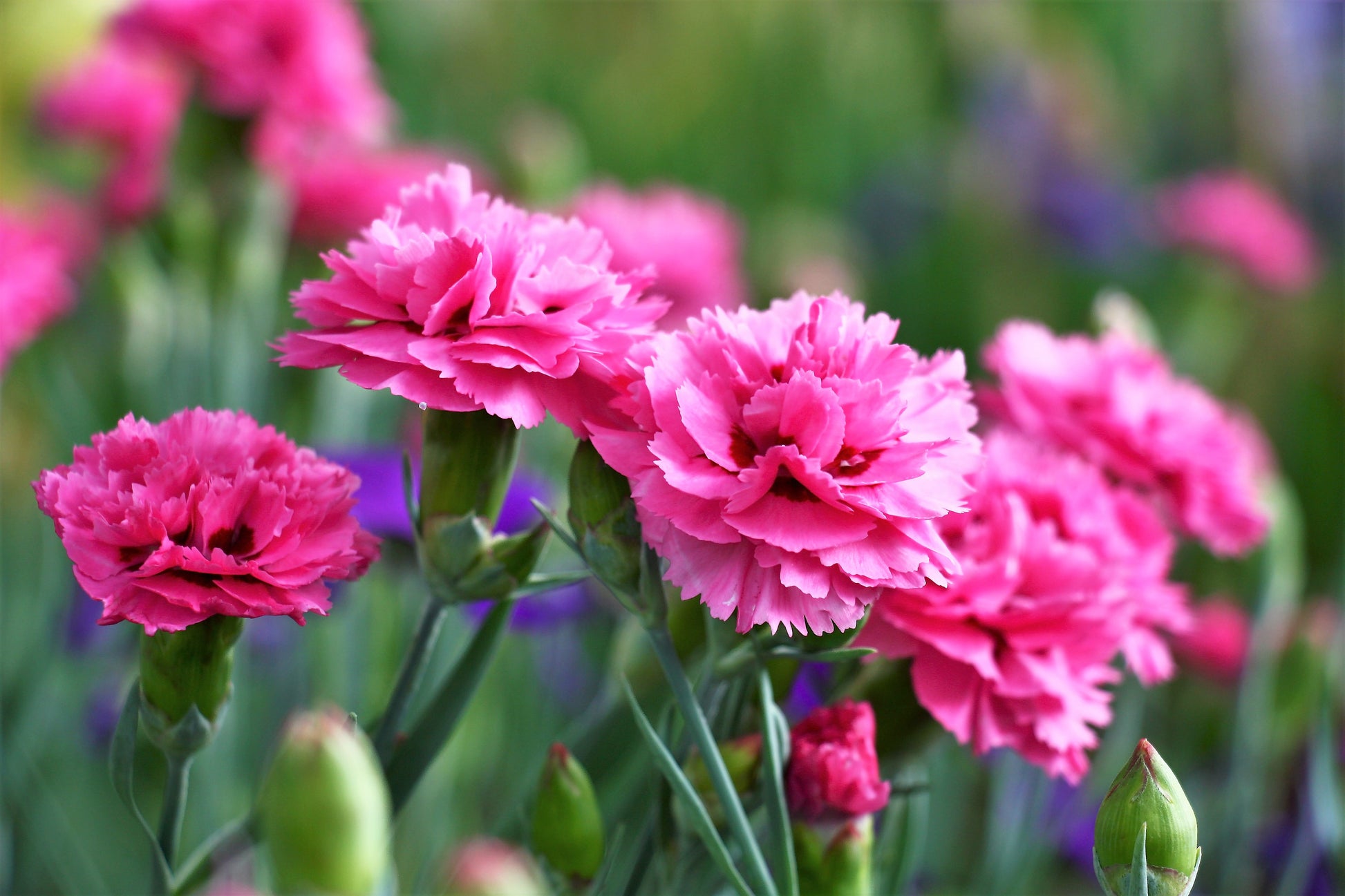 carnation plant 50 PINK ROSE CARNATION Dianthus Caryophyllus Grenadin Double Flower Se – Seedville USA