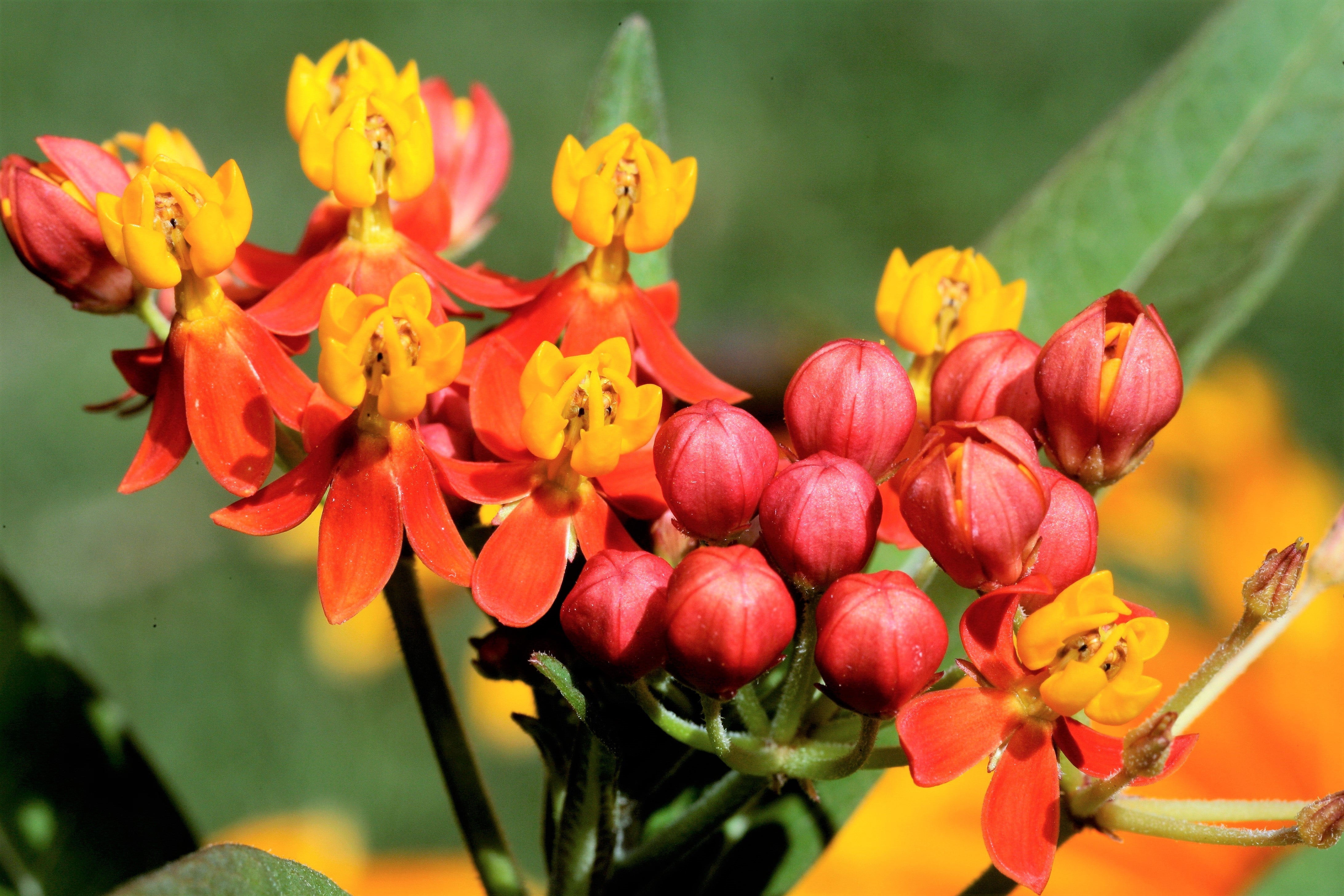 100 SUNSET MILKWEED Asclepias Curassavica Scarlet Blood Flower Red Ora ...