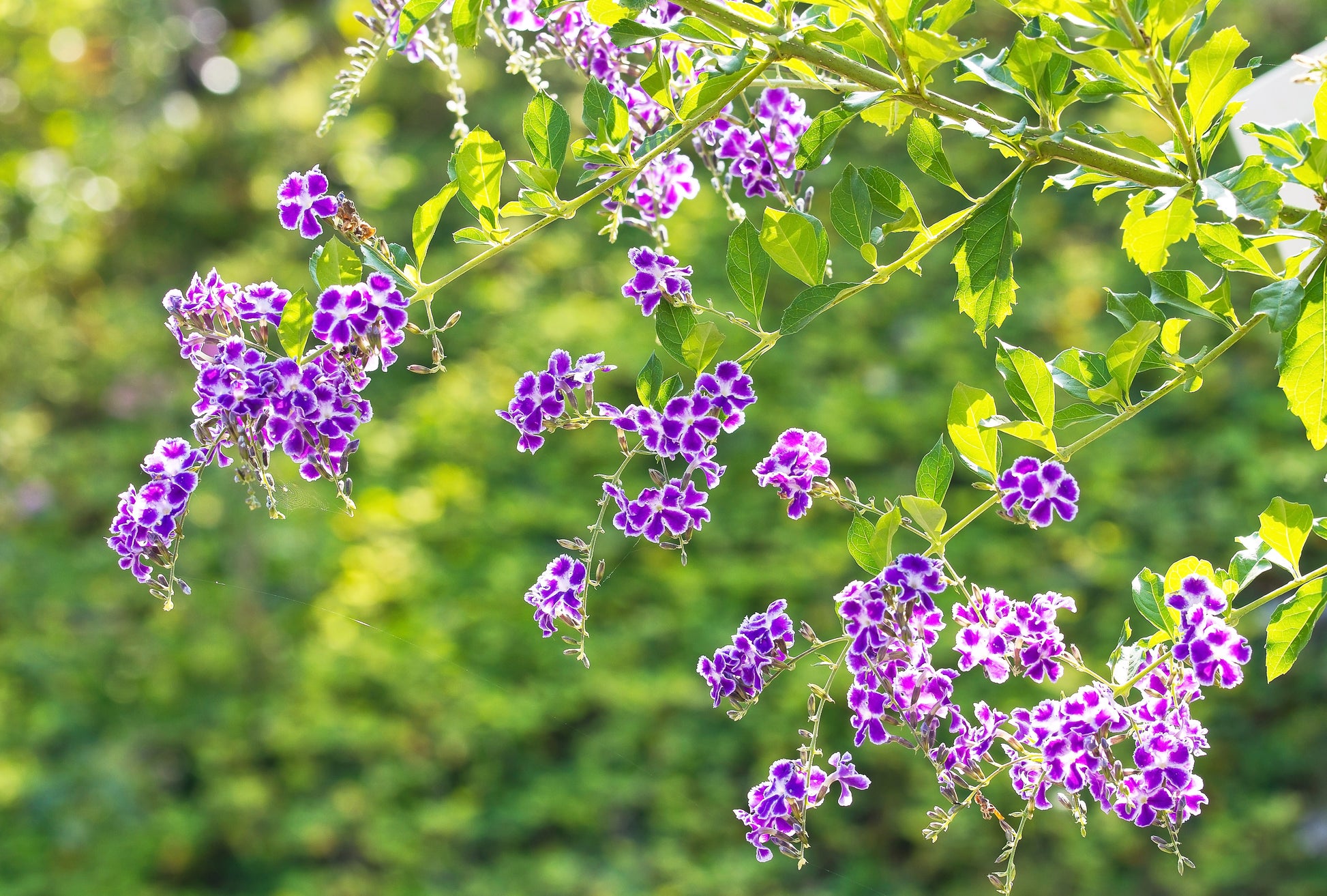 duranta plant seeds 10 GOLDEN DEWDROP Duranta Erecta Repens Golden Foliage Blue Violet Purple White Flower Orange Ornamental Berry Shrub Seeds