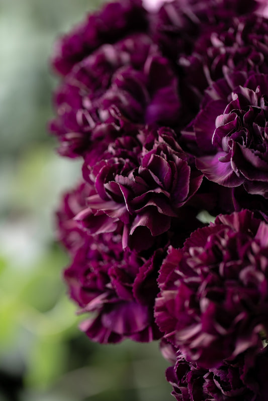 50 BLACK CARNATION King of Blacks Dianthus Caryophyllus Grenadin Double Flower Seeds