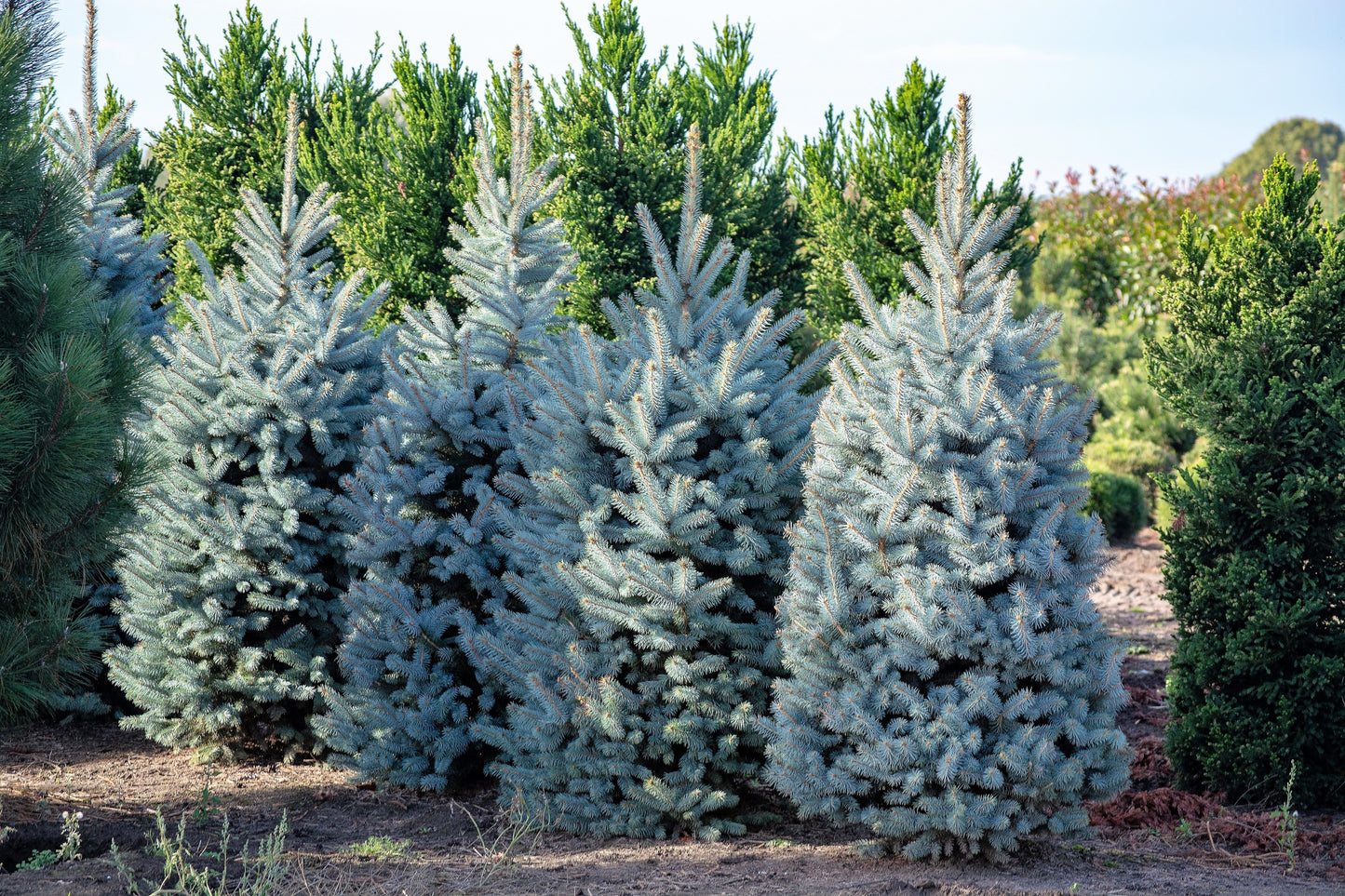 Grow Your Own CHRISTMAS TREE - Colorado Blue Spruce ( Picea Pungens Glauca ) Gift Packet of Tree Seeds