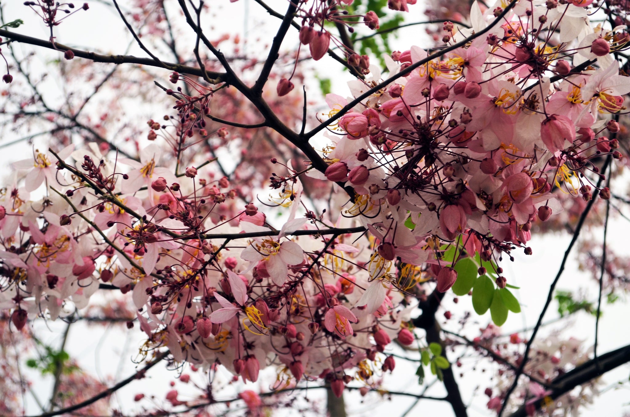 5 PINK SHOWER TREE Cassia Javanica aka Rainbow Shower & Apple Blossom