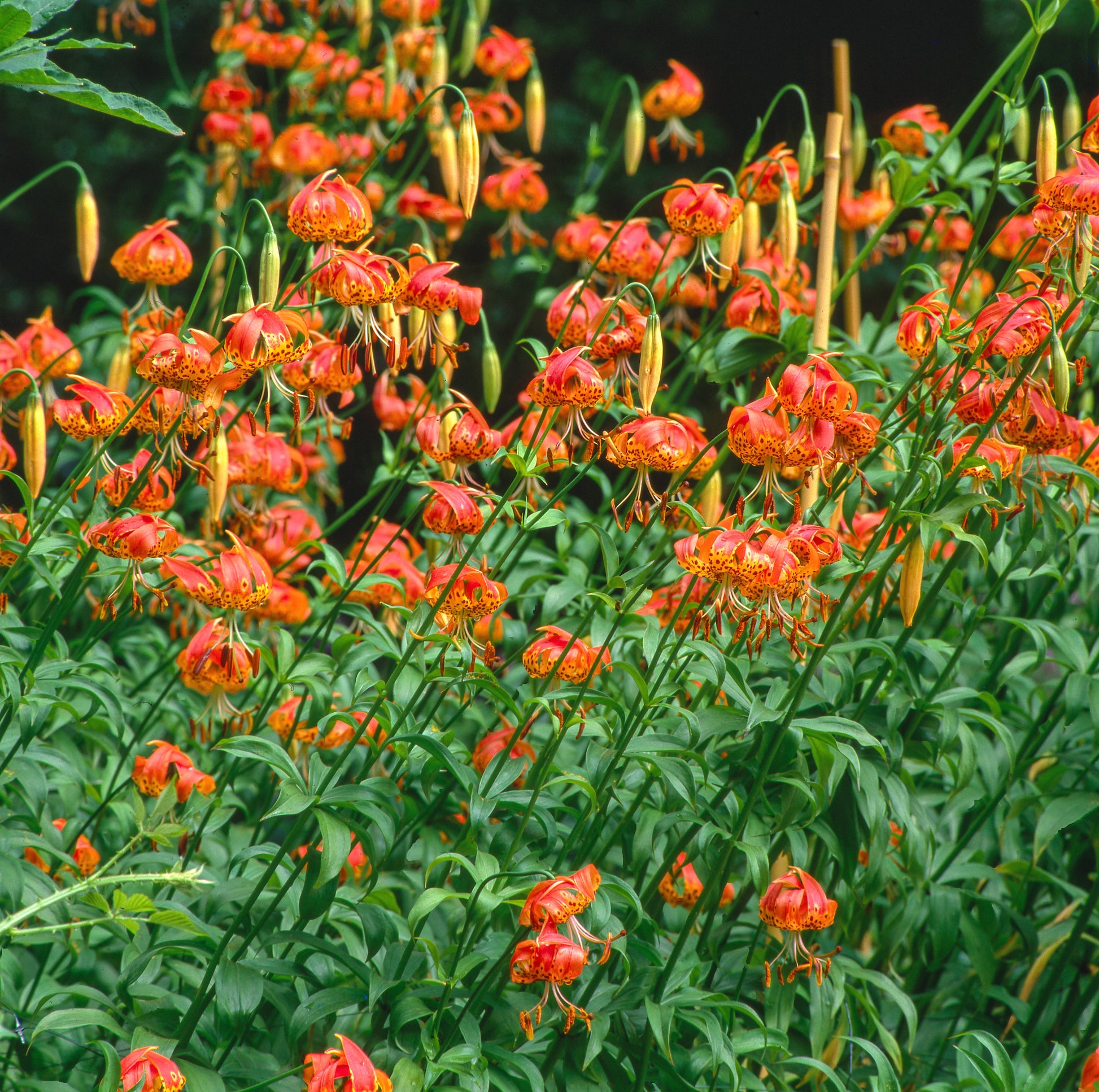 oliphant tiger lily 10 LEOPARD LILY California Tiger Lily Panther Lilium Pardalinum Yellow – Seedville USA