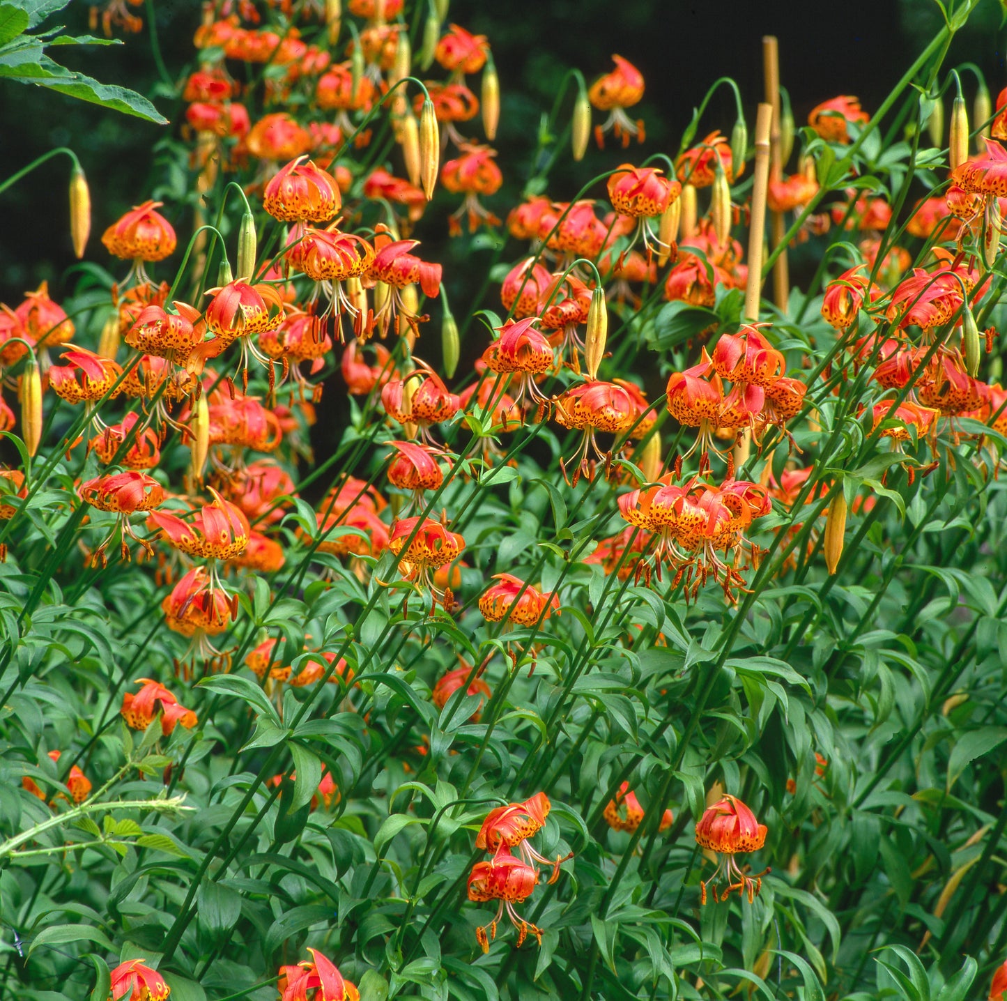 15 WESTERN HYBRIDS LILY Tiger, Leopard, Lemon, Alpine, Kellogg - Mixed Colors Pink, Red, Yellow, Orange - Native Lilium Flower Seeds