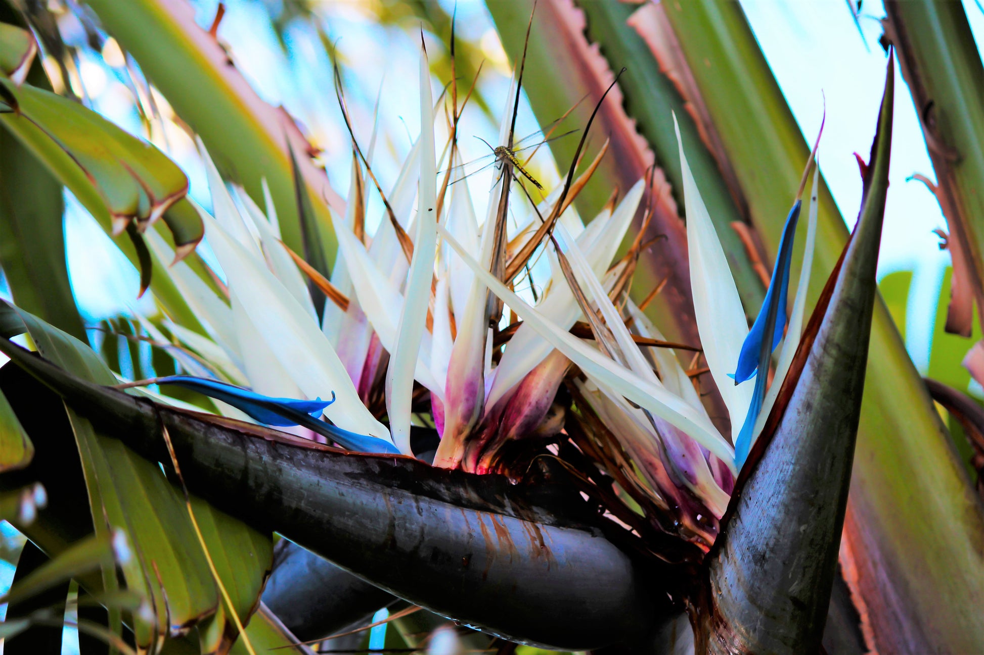 bird of paradise plant seeds for sale 5 GIANT BIRD OF PARADISE Tree Strelitzia Nicolai Wild Banana White Crane Blue Purple Flower Houseplant Seeds
