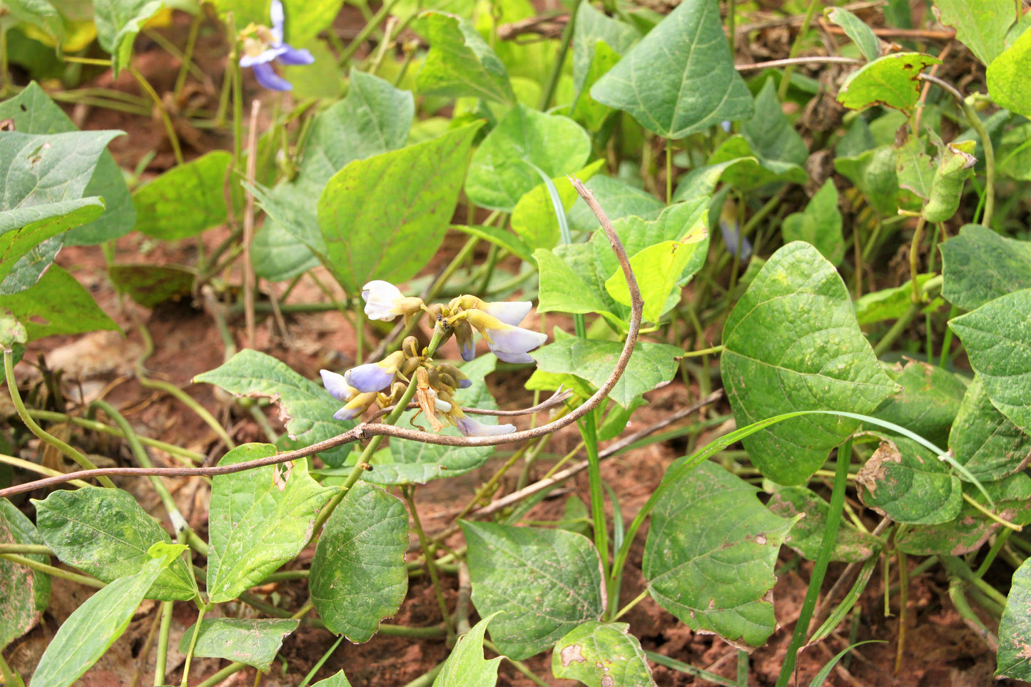 20 JICAMA Mexican Yam Bean Potato Bean Pachyrhizus Erosus Vining Legume Root Vegetable Blue Flower Seeds