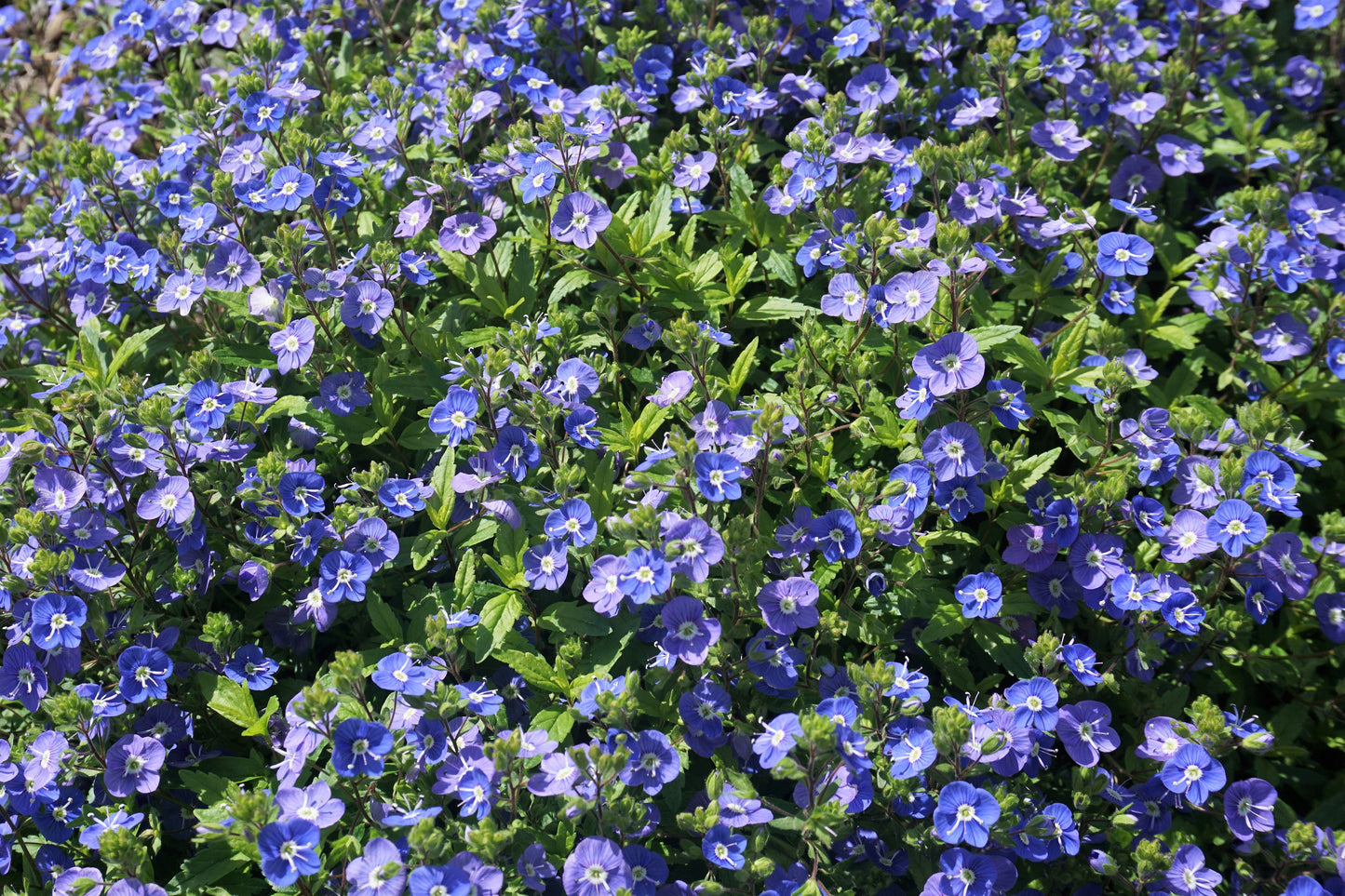 50 CREEPING BLUE SPEEDWELL Veronica Repens Groundcover Flower Seeds