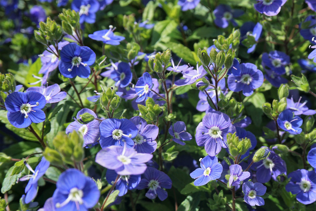 25 CREEPING BLUE SPEEDWELL Veronica Repens Groundcover Flower Seeds ...