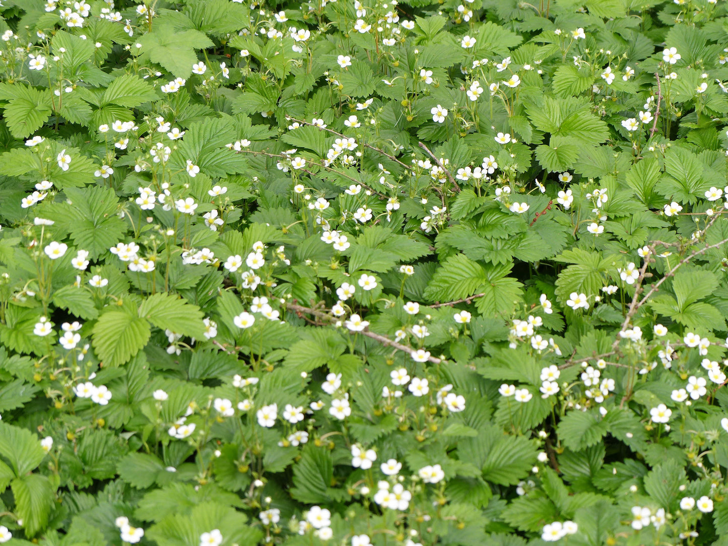 100 YELLOW WONDER STRAWBERRY Everbearing Heirloom Alpine Fragaria Vesca Yellow Berry Fruit Seeds