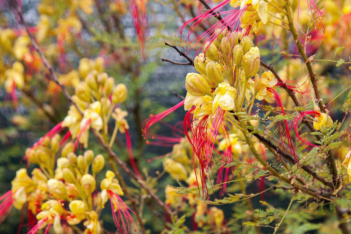 5 DESERT BIRD OF PARADISE Shrub Caesalpinia Gilliesii Poinciana Red & Yellow Flower Seeds