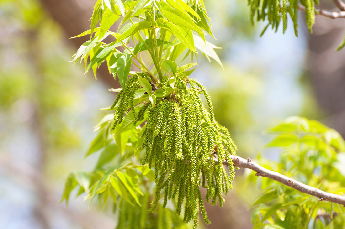 5 HARDY PECAN Tree Carya Illinoinensis King Nut Native Fruit Tree Seeds