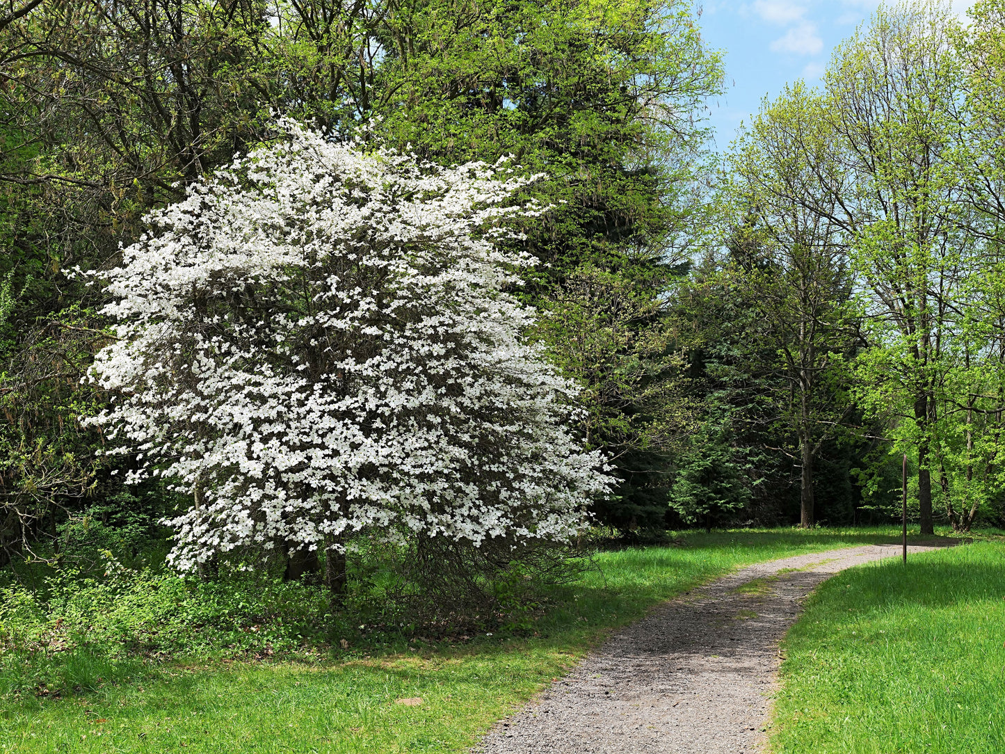 10 American WHITE FLOWERING DOGWOOD Small Tree Cornus Florida Seeds