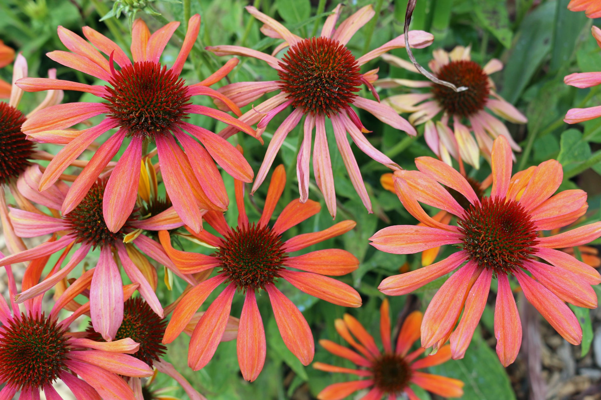 cheyenne spirit echinacea seeds 25 CHEYENNE SPIRIT CONEFLOWER Echinacea Orange Red Yellow Purple Pink White Herb Flower Seeds