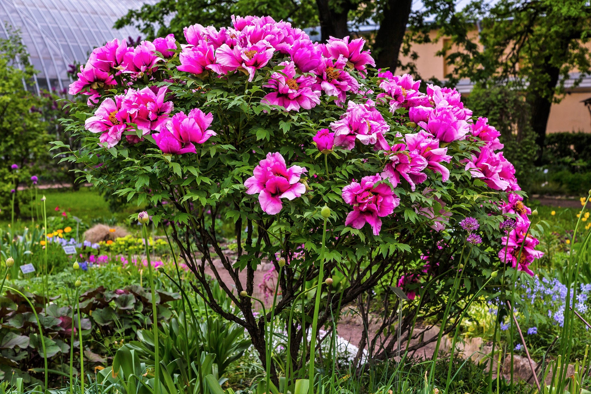 10 TREE PEONY Mountain Paeony Paeonia Suffruticosa Arborea Mixed