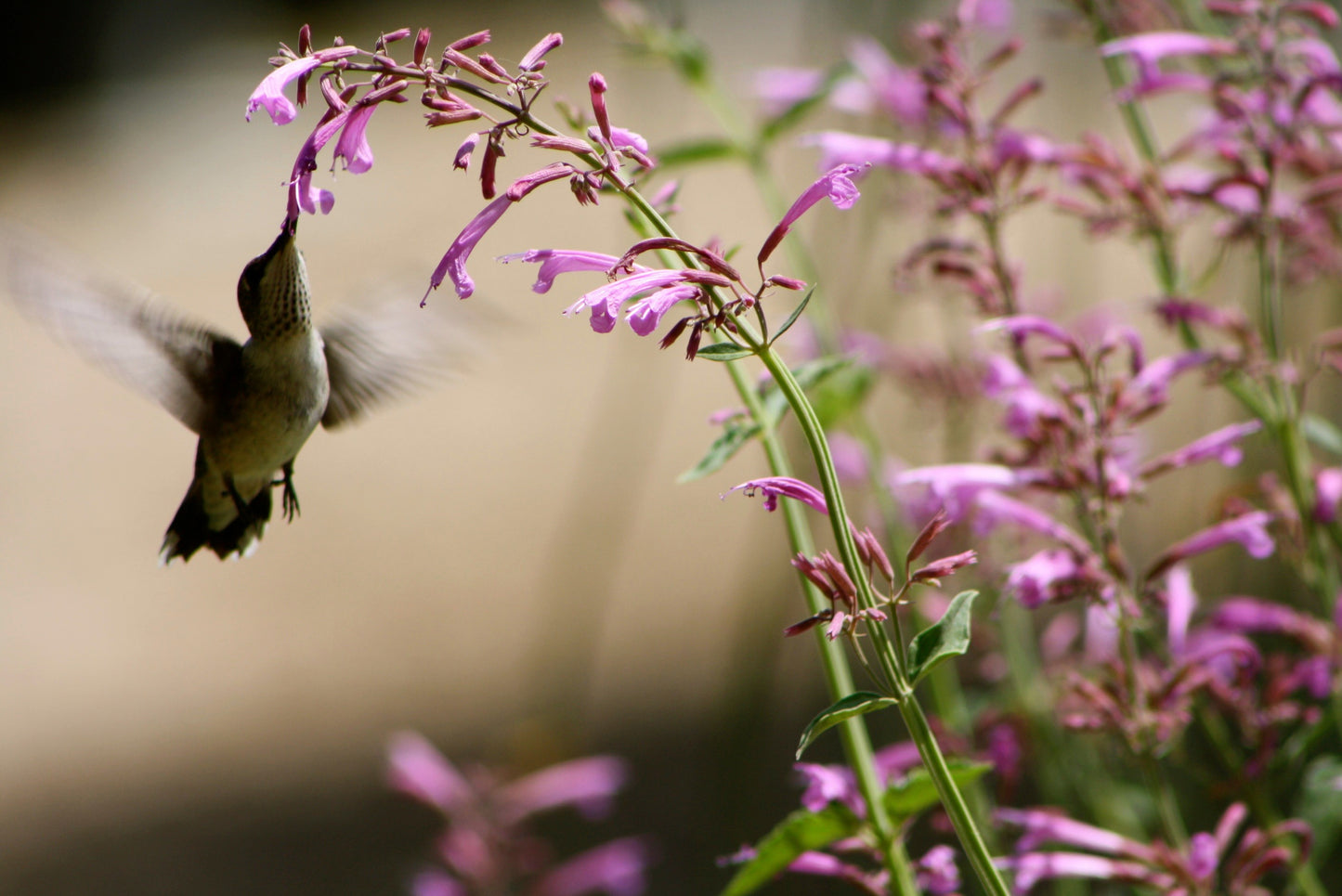 30 MIXED COLORS AGASTACHE Aurantiaca Cana Hummingbird Mint Hyssop Flower Seeds