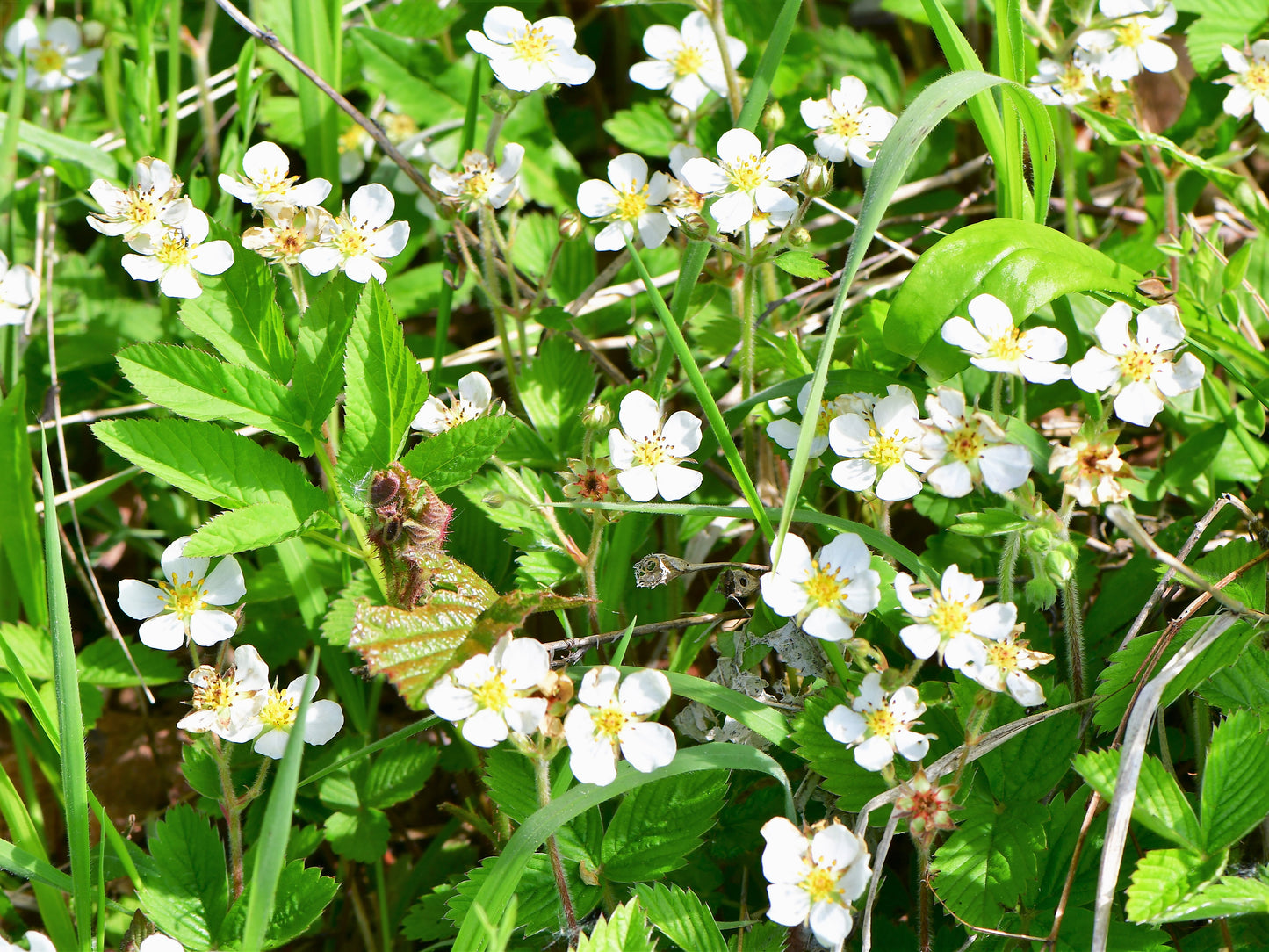 100 YELLOW WONDER STRAWBERRY Everbearing Heirloom Alpine Fragaria Vesca Yellow Berry Fruit Seeds