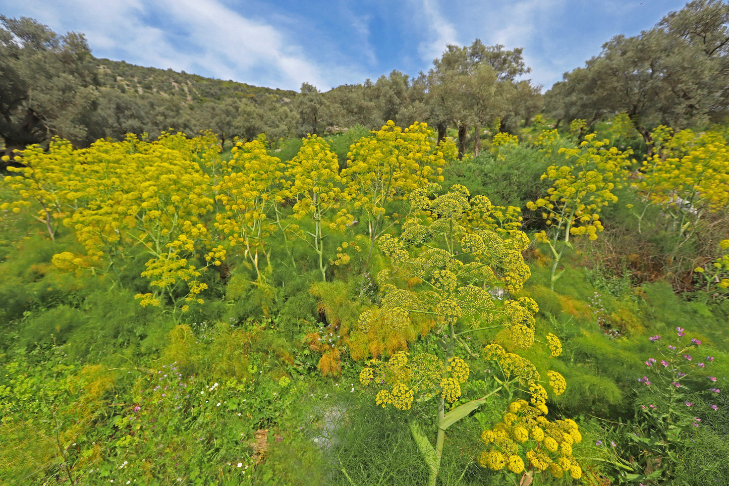 15 GIANT FENNEL Ferula Communis Gigantea Yellow Flower Herb Seeds