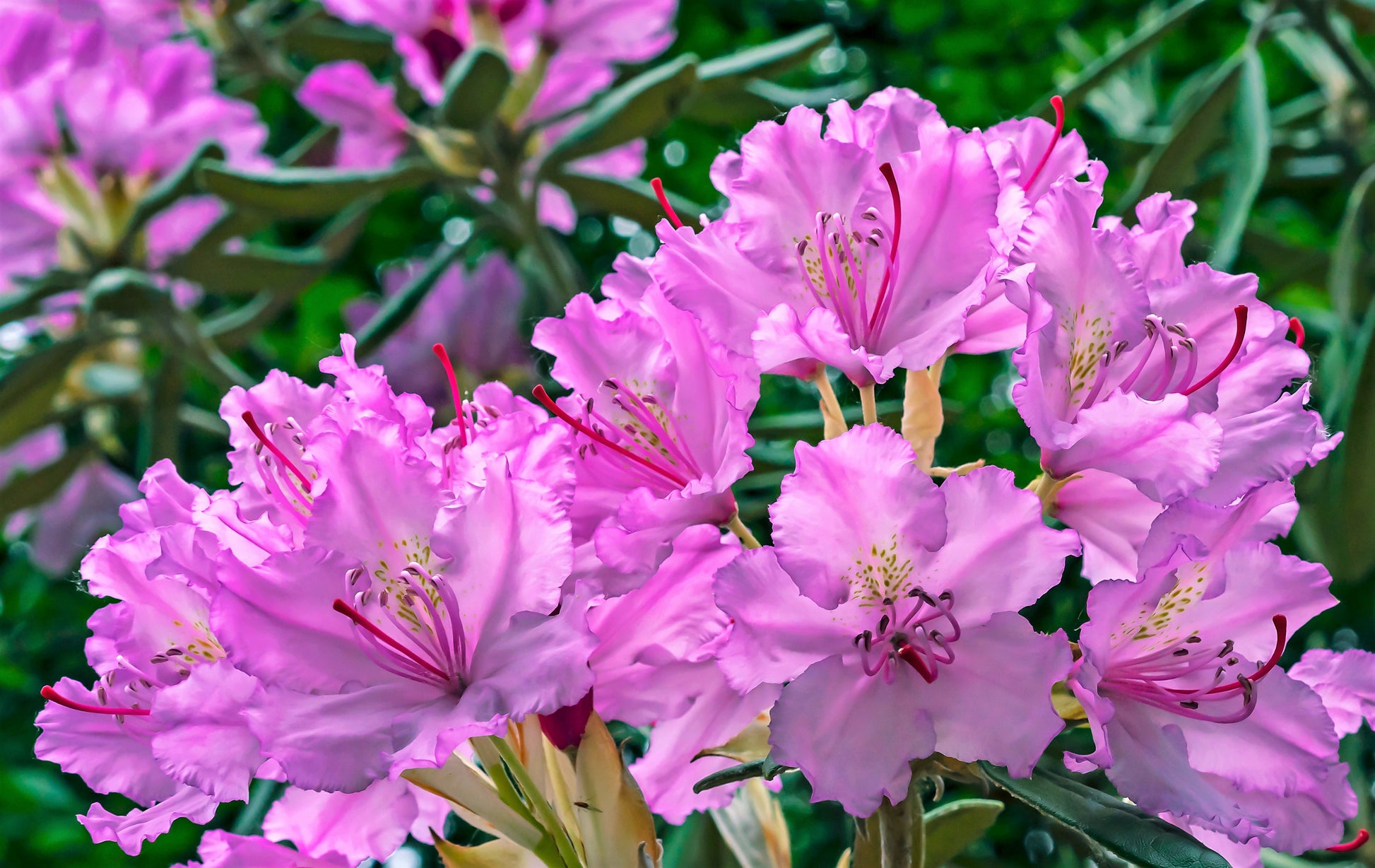 rhododendron flower seeds 50 MIXED HYBRIDS RHODODENDRON spp. Mixed Colors
