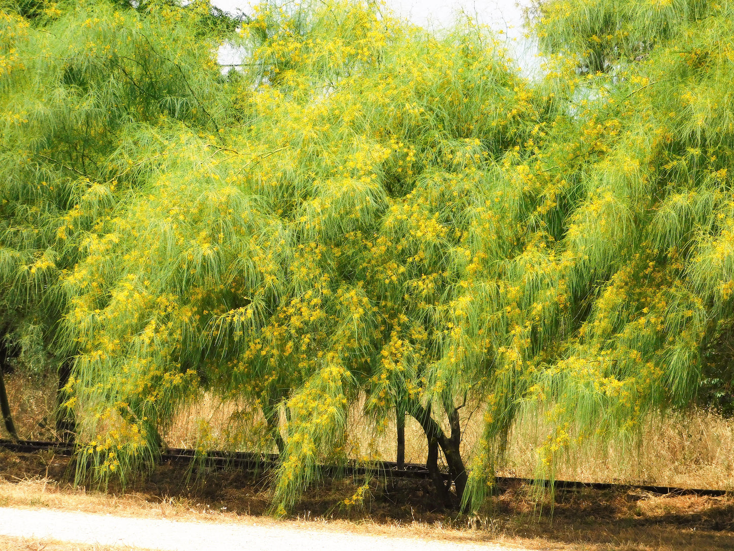 25 JERUSALEM THORN TREE Mexican Palo Verde Parkinsonia Aculeata Yellow & Red Flower Large Shrub Small Tree Legume Seeds