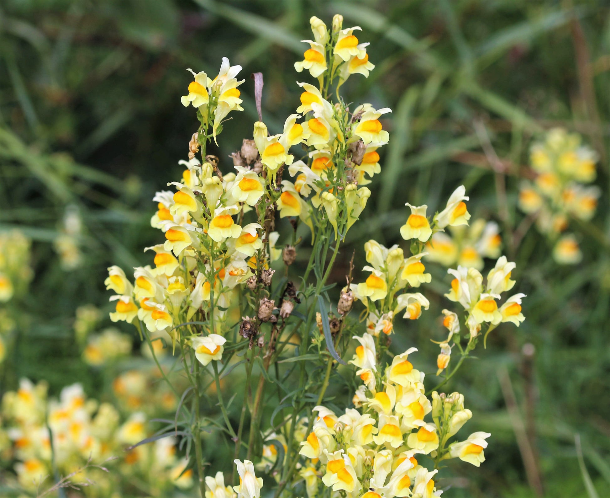 butter and eggs flower seeds 500 BUTTER & EGGS TOADFLAX Linaria Vulgaris Wild Snapdragon Bicolor Yellow Flower Seeds