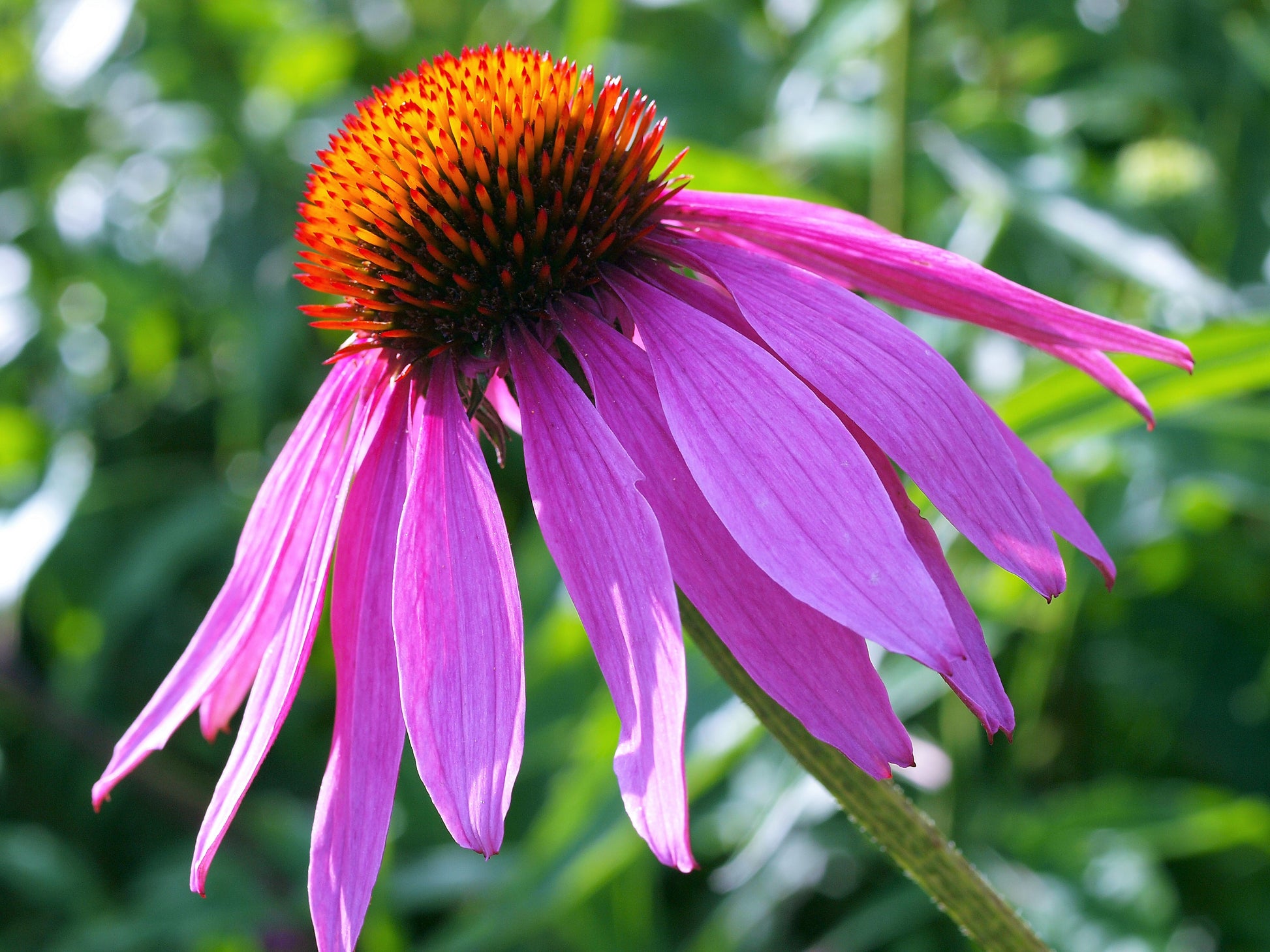 heirloom echinacea seeds 1000 PURPLE CONEFLOWER Echinacea Purpurea Heirloom Flower Herb Seeds